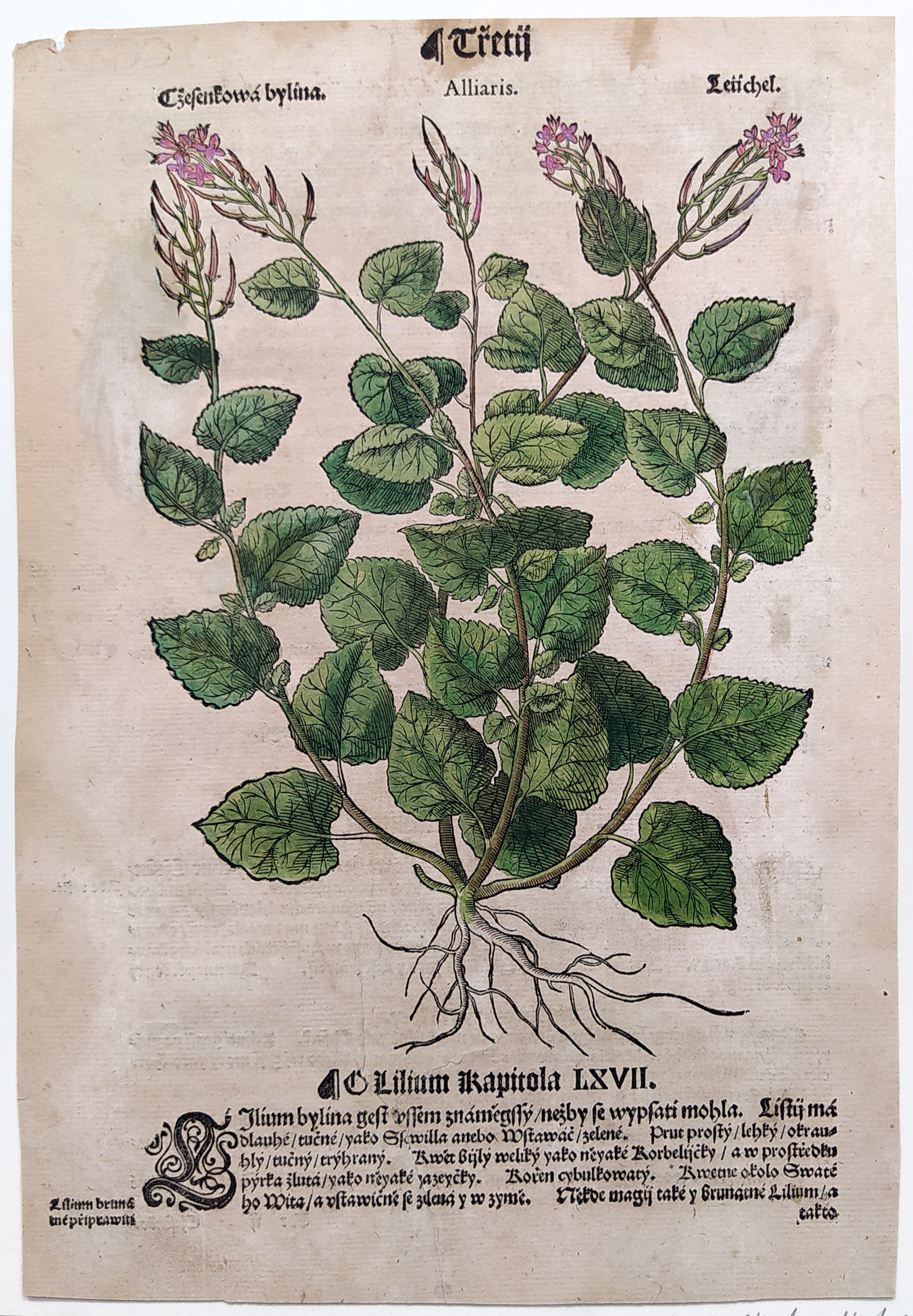 Mattioli Pietro Andrea – Česnáček lékařský, kolorovaný původní dřevořez, 1562