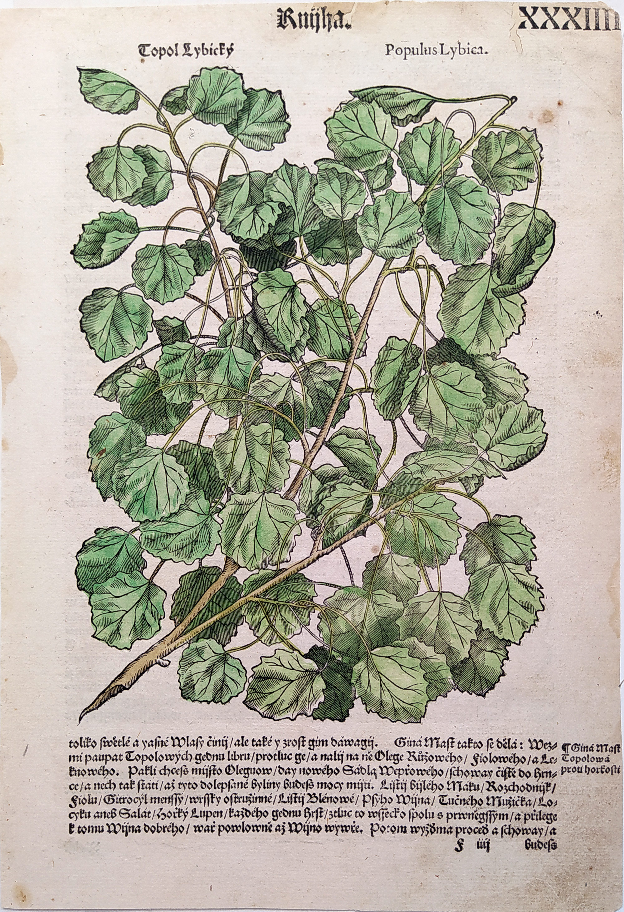 Mattioli Pietro Andrea – Topol osika, kolorovaný původní dřevořez, 1562