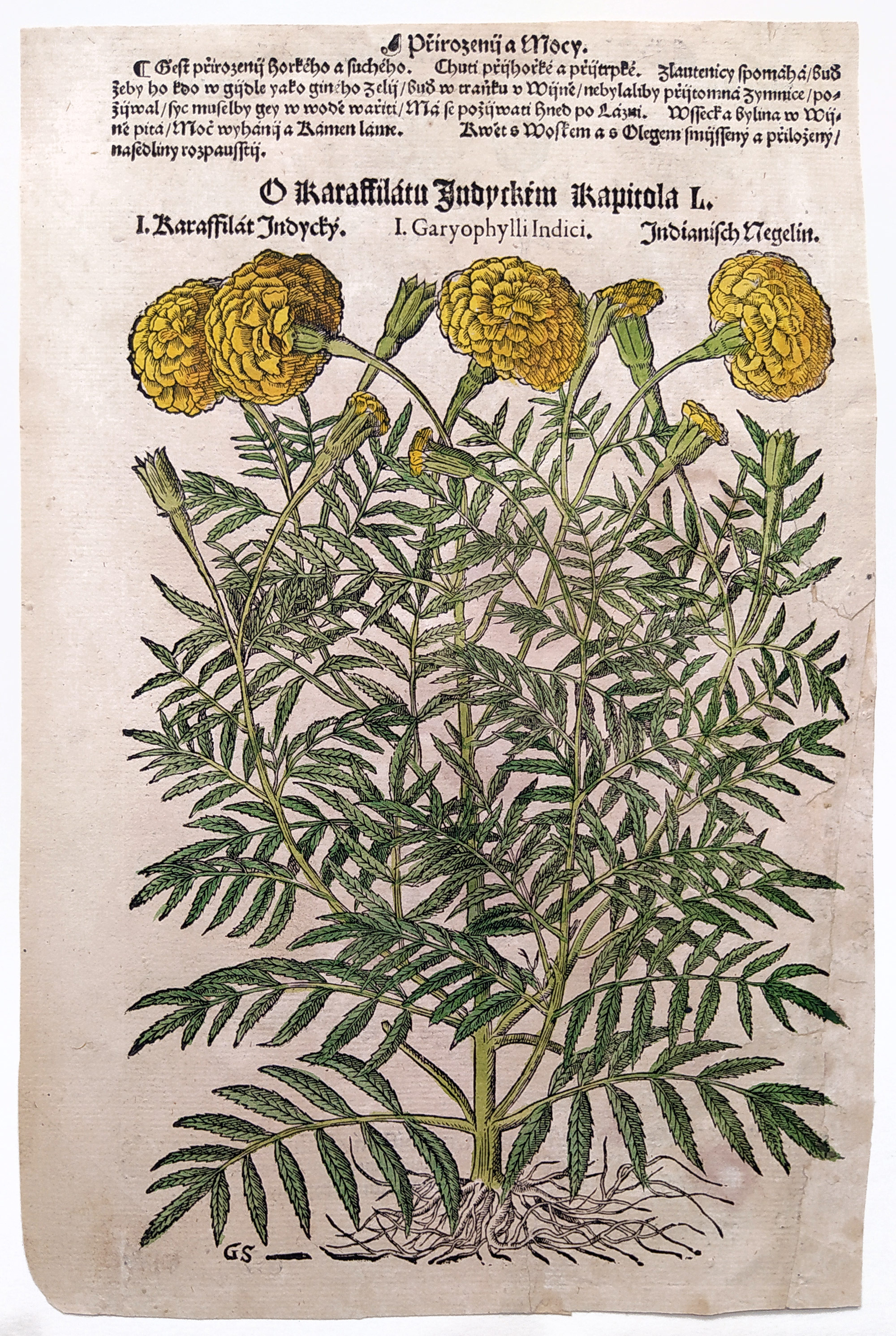 Mattioli Pietro Andrea – Aksamitník, kolorovaný původní dřevořez, 1562