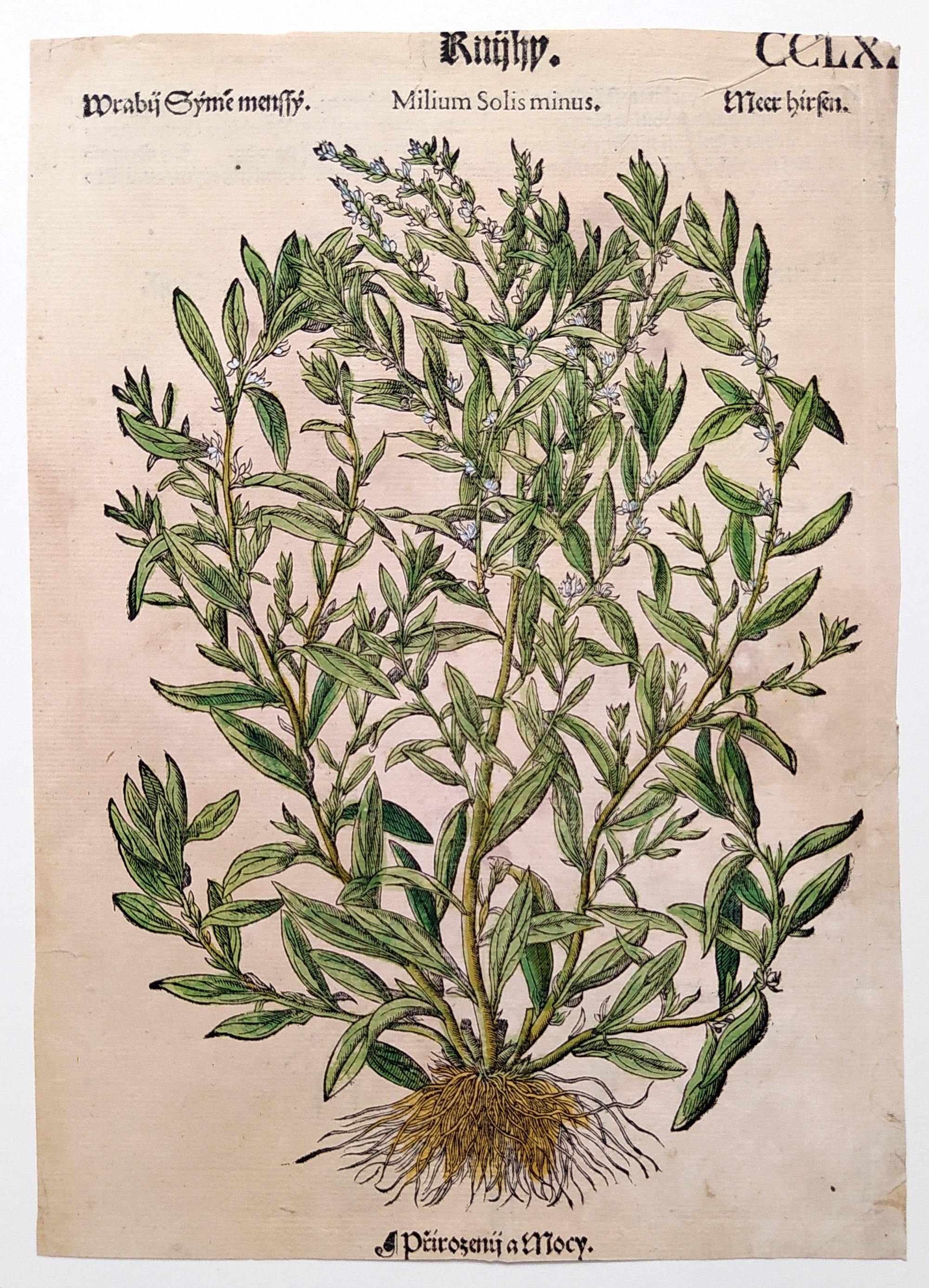 Mattioli Pietro Andrea – Užanka lékařská, kolorovaný původní dřevořez, 1562