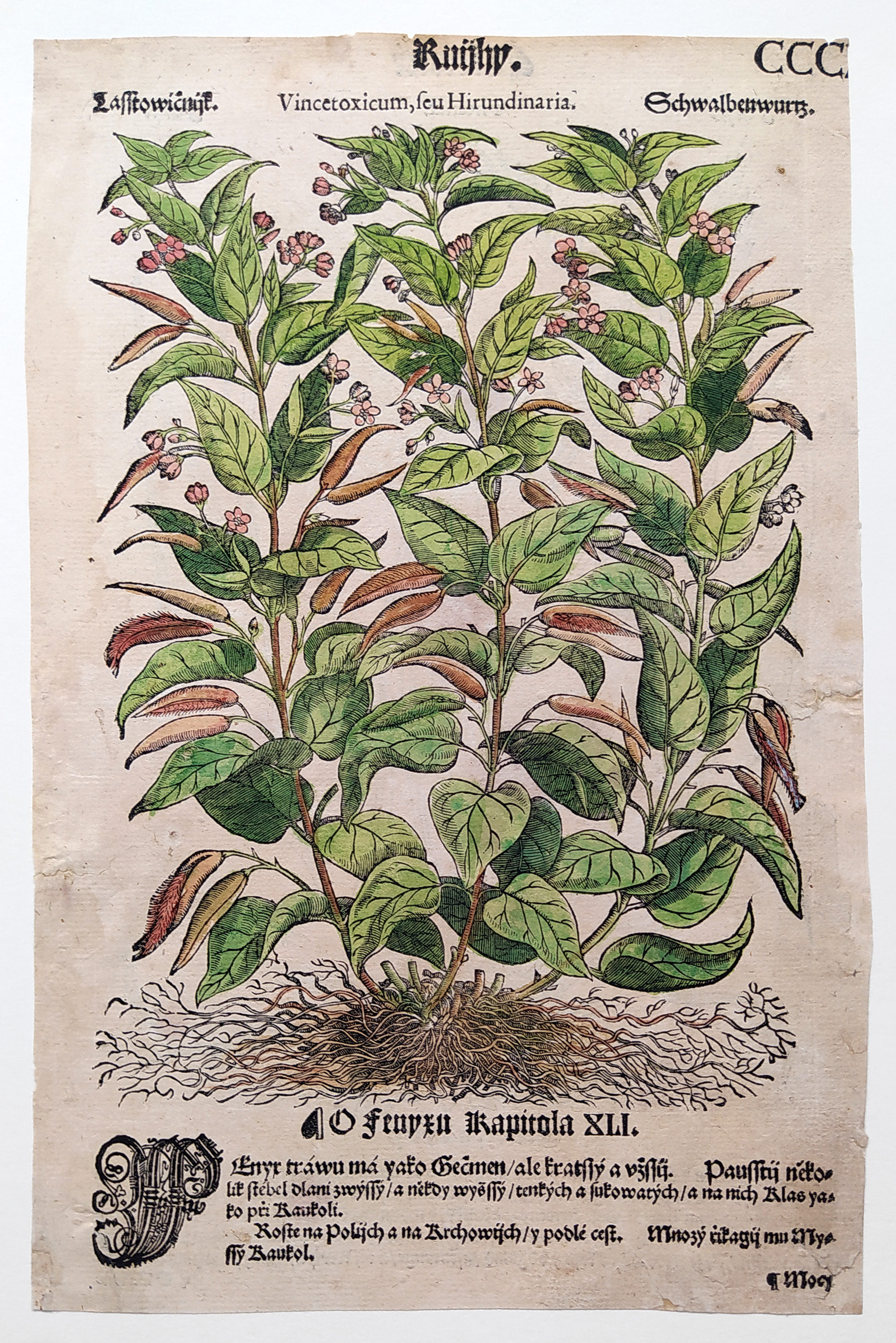 Mattioli Pietro Andrea – Tolita lékařská, kolorovaný původní dřevořez, 1562