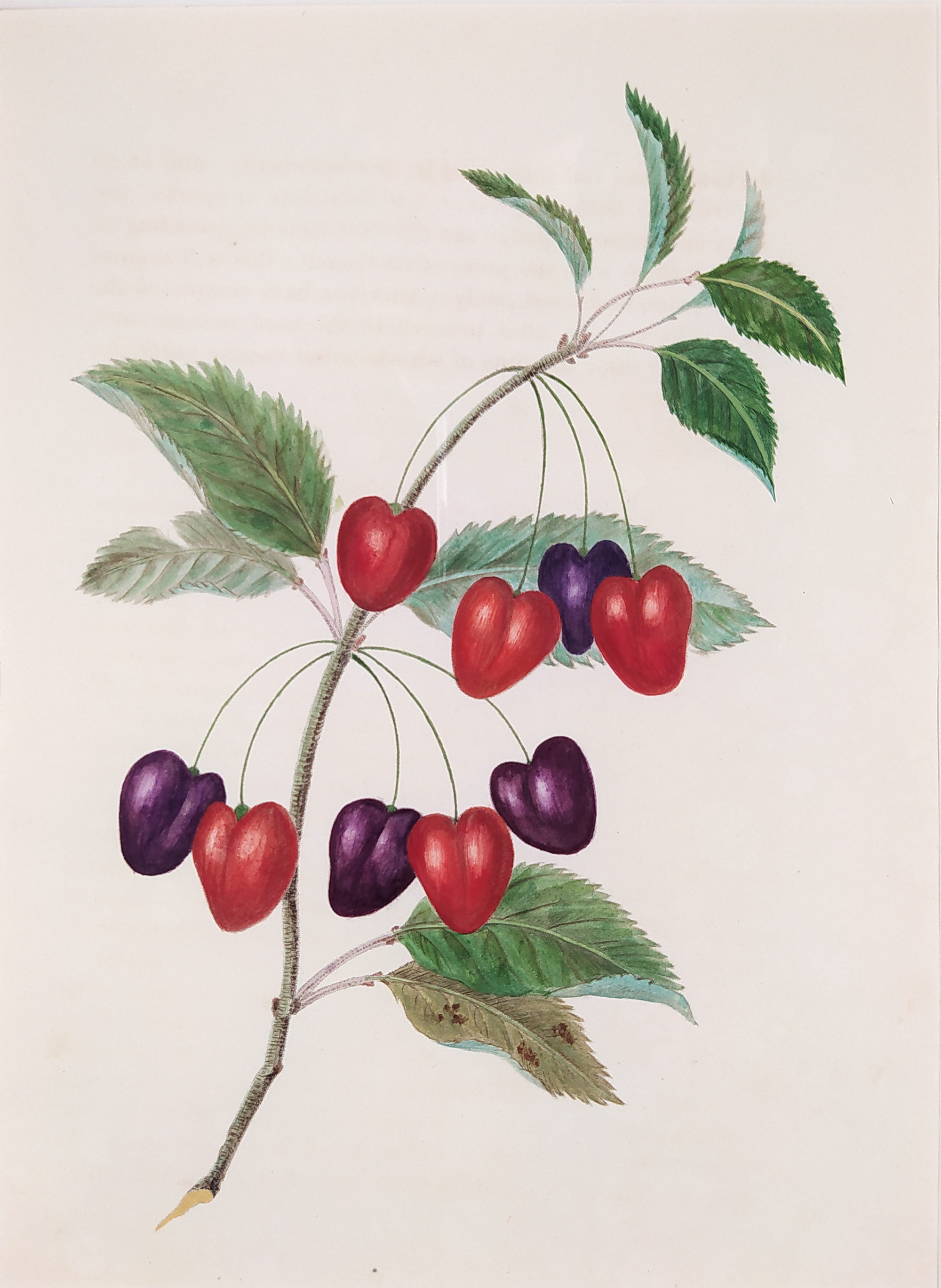 Brookshaw George – Třešeň Srdcovka, Groups of Fruit, staře kolorovaný původní mědiryt, 1819