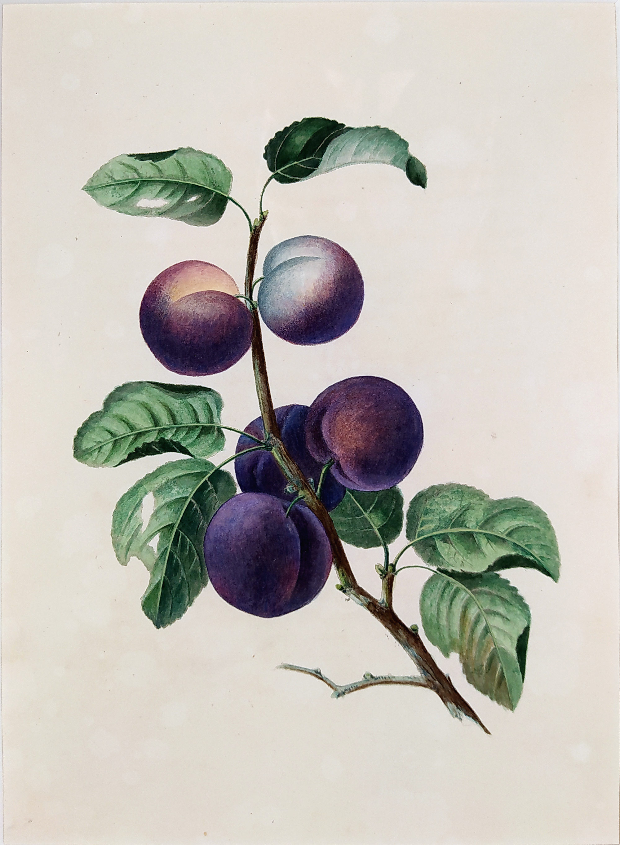 Brookshaw George – Slivoň švestka, Groups of Fruit, staře kolorovaný původní mědiryt, 1819