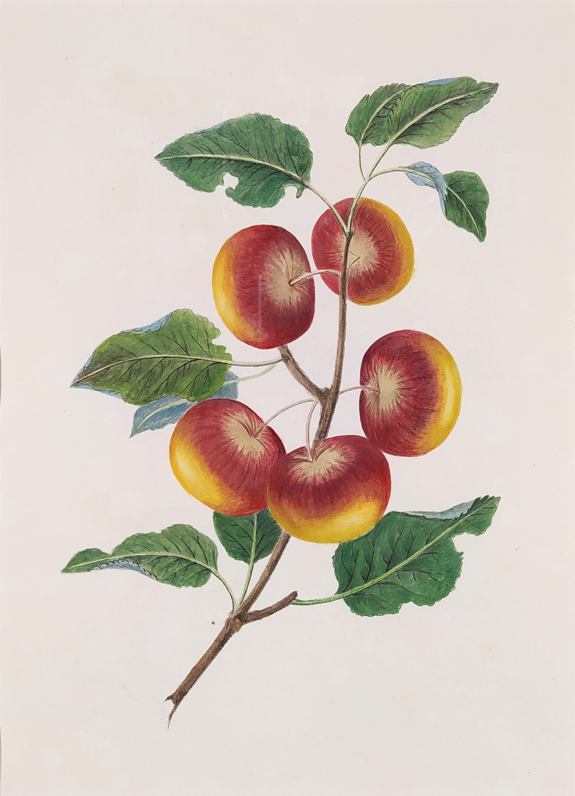 Brookshaw George – Jabloň, Groups of Fruit, staře kolorovaný původní mědiryt, 1819