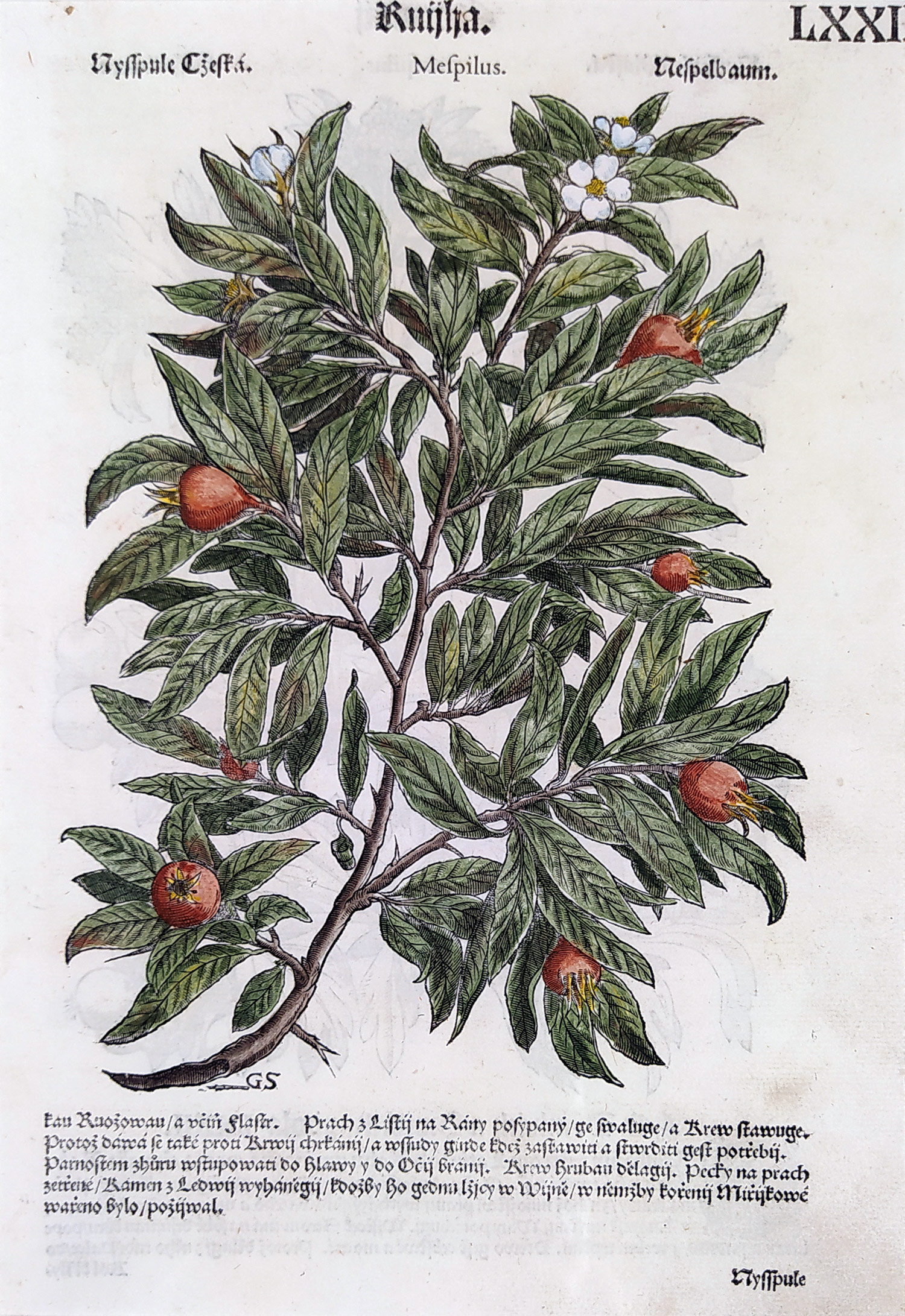 Mattioli Pietro Andrea – Mišpule obecná, kolorovaný původní dřevořez, 1562