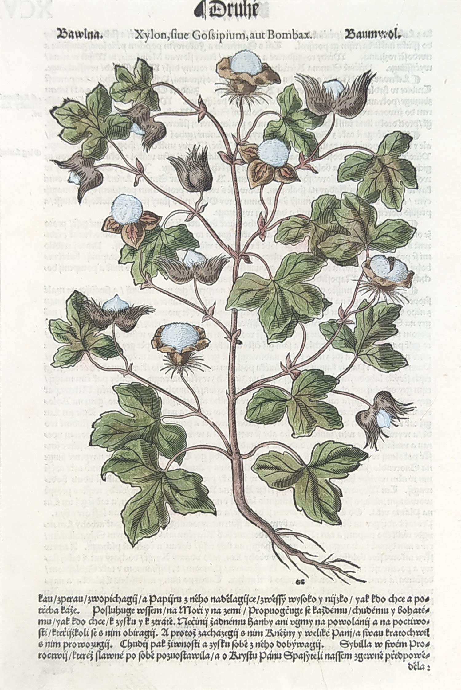 Mattioli Pietro Andrea – Bavlník, kolorovaný původní dřevořez, 1562