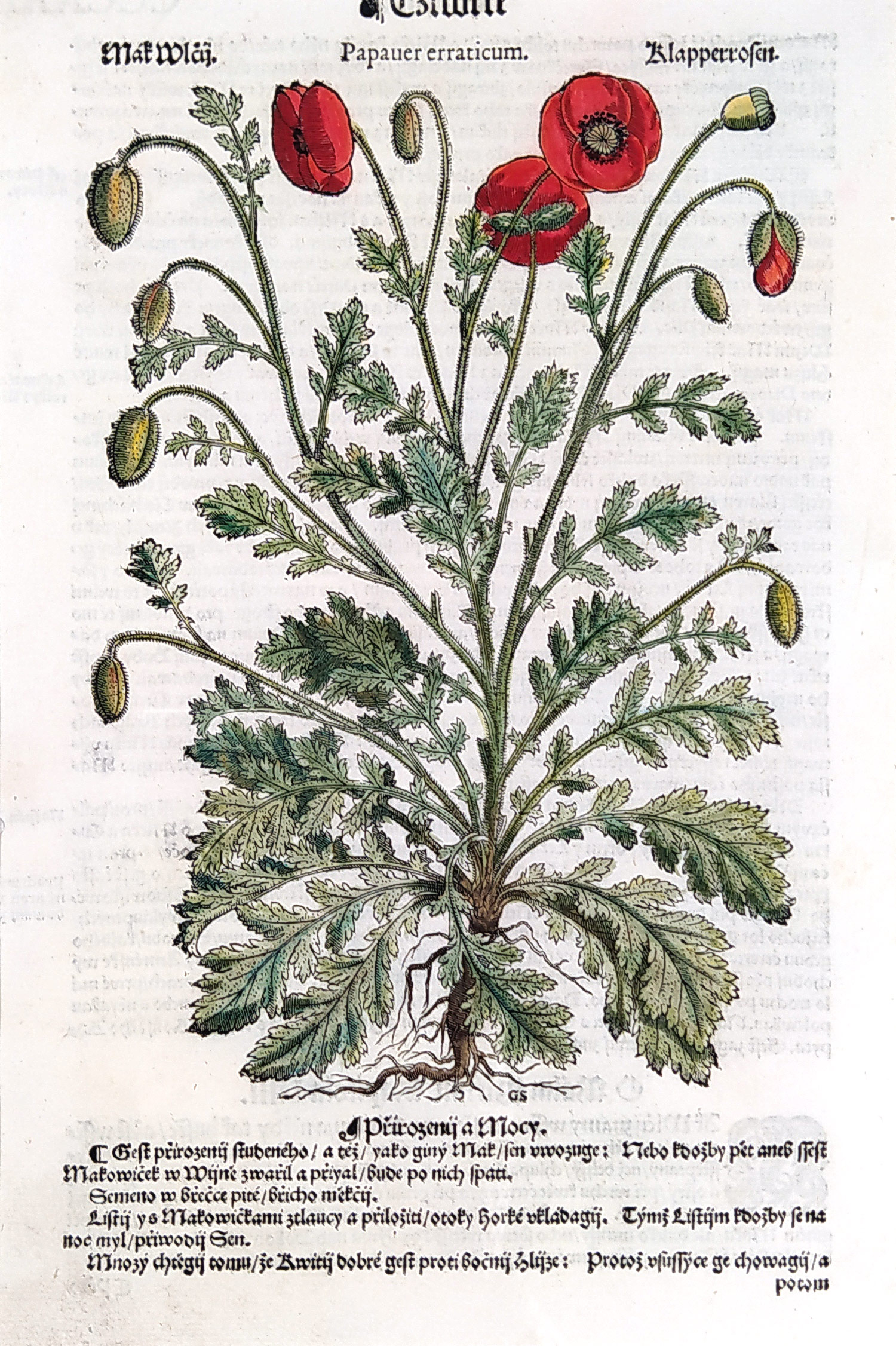 Mattioli Pietro Andrea – Mák vlčí, kolorovaný původní dřevořez, 1562