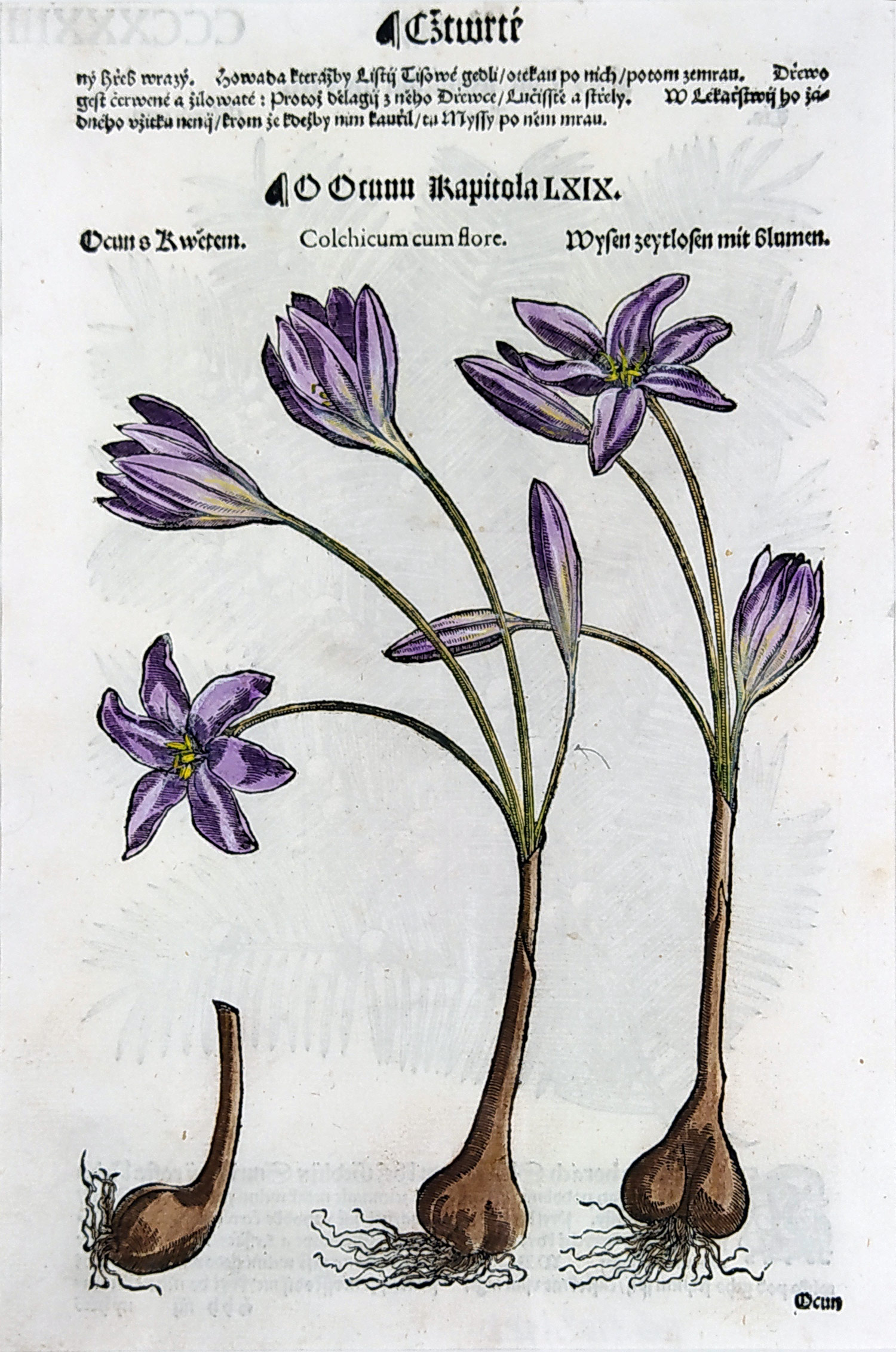 Mattioli Pietro Andrea – Ocún jesenní, kolorovaný původní dřevořez, 1562