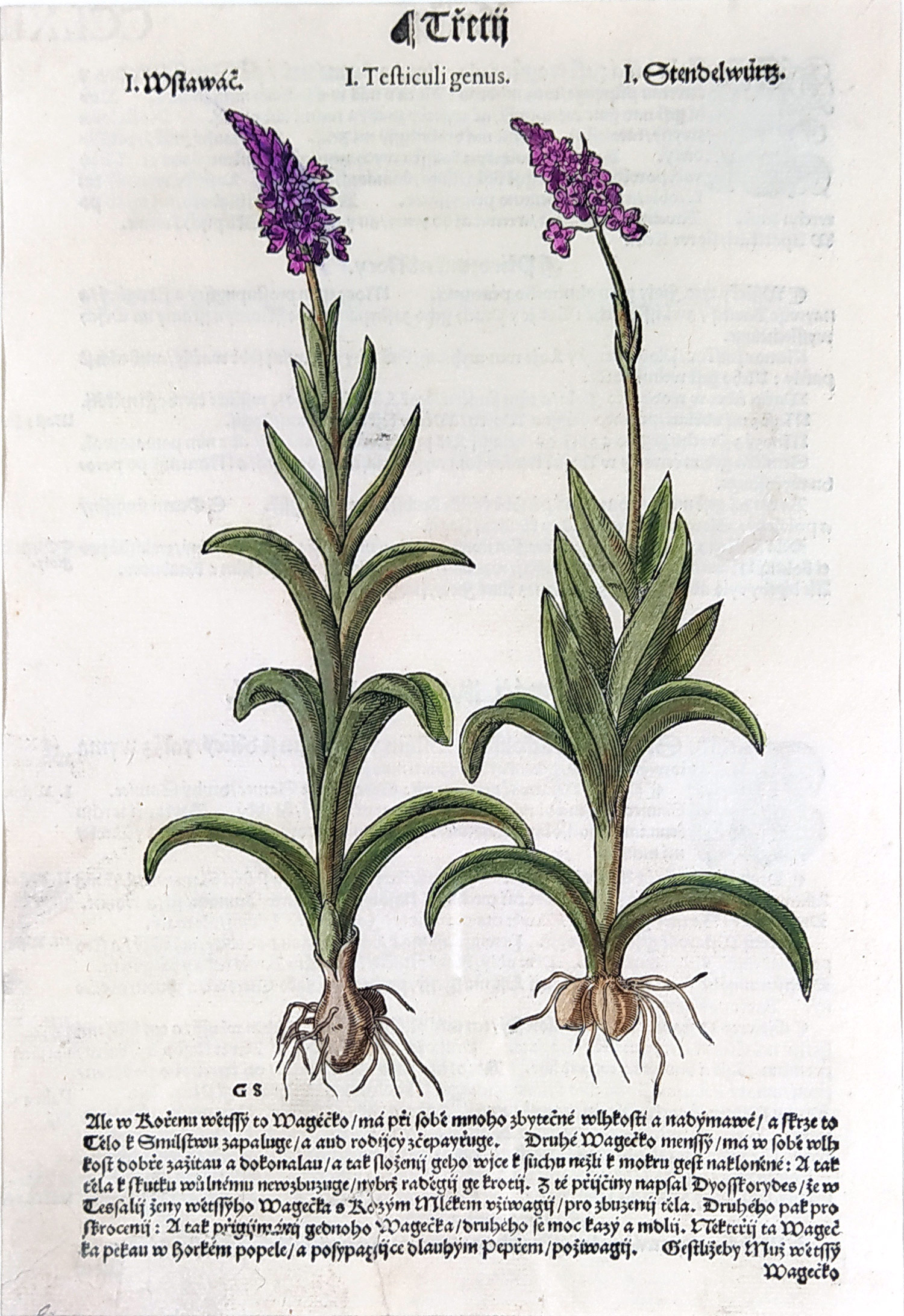Mattioli Pietro Andrea – Vstavač, orchidej, kolorovaný původní dřevořez, 1562