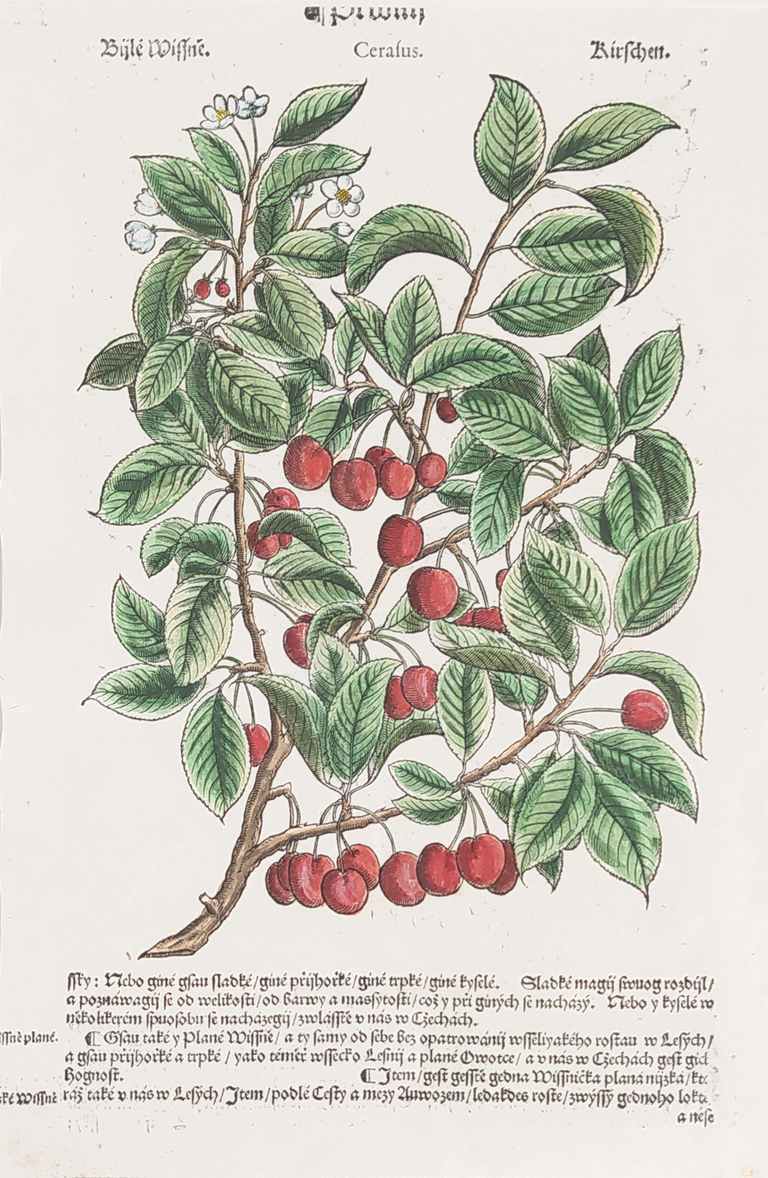 Mattioli Pietro Andrea – Višeň obecná, kolorovaný původní dřevořez, 1562