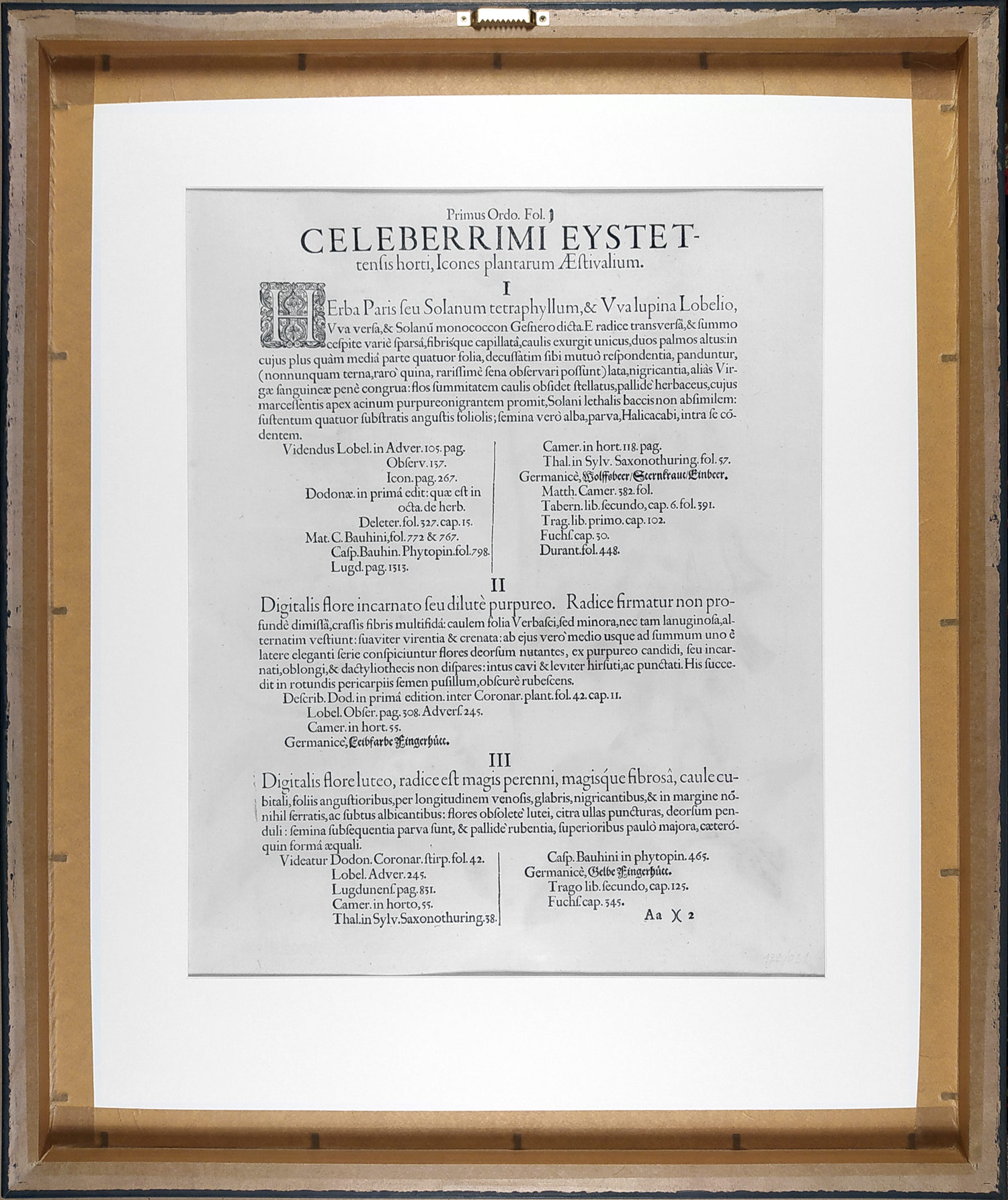 Besler Basilius – Hortus Eystettensis, staře kolorovaný původní mědiryt, 1613