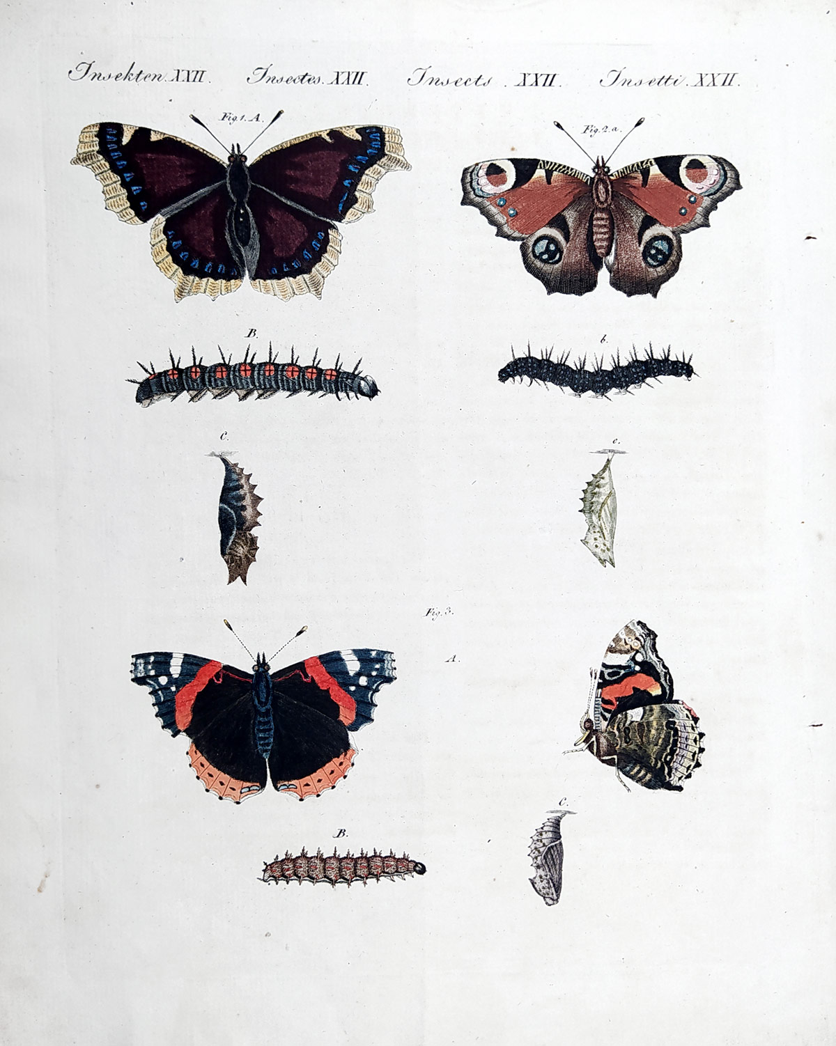 Schmuzer Jacob Xaver – Babočkovití, staře kolorovaný původní mědiryt, ca 1760