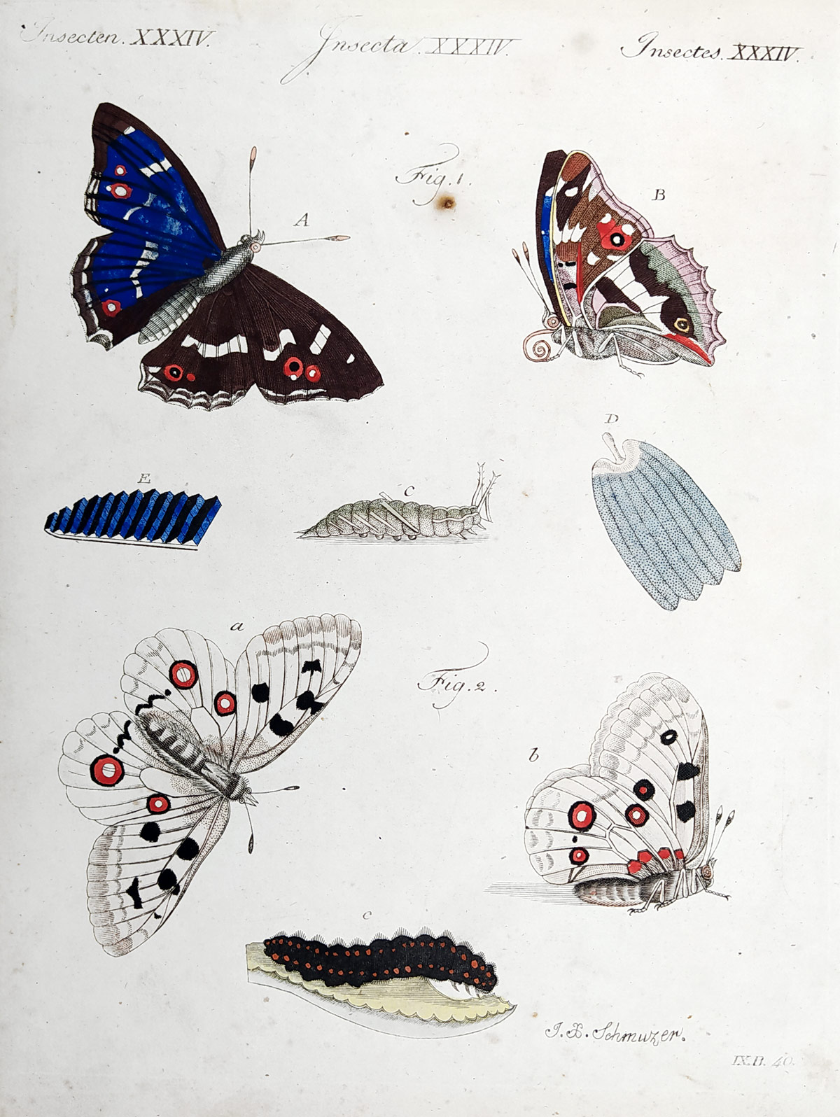 Schmuzer Jacob Xaver – Batolec duhový, staře kolorovaný původní mědiryt, ca 1760