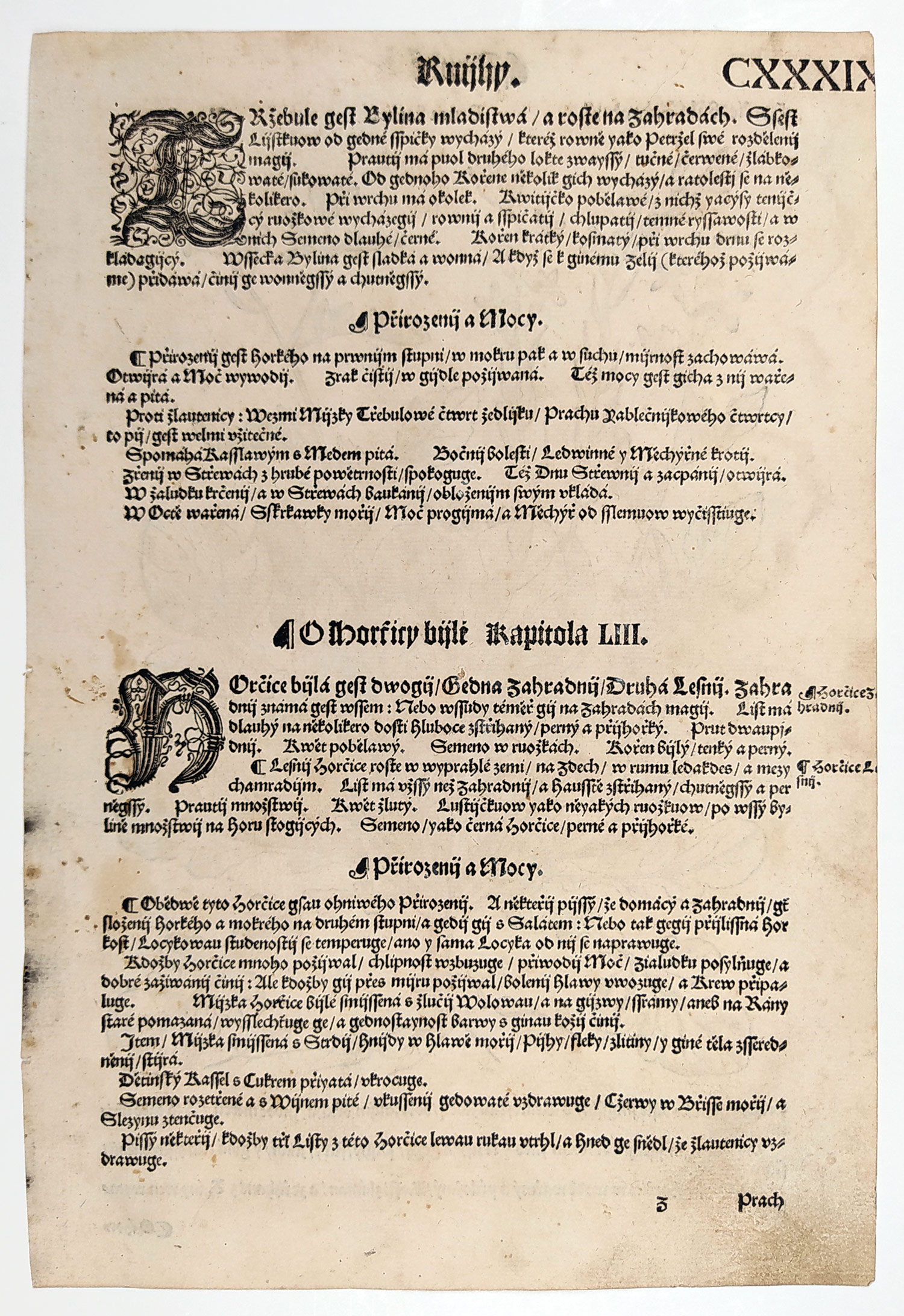 Mattioli Pietro Andrea – Roketa setá, původní dřevořez, 1562