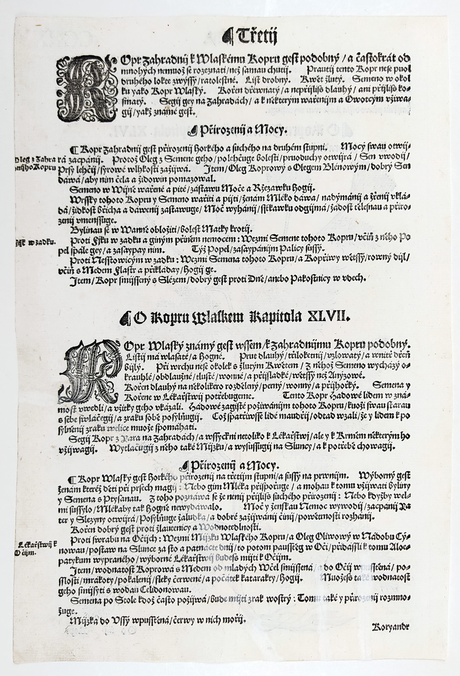 Mattioli Pietro Andrea – Kopr vonný, původní dřevořez, 1562