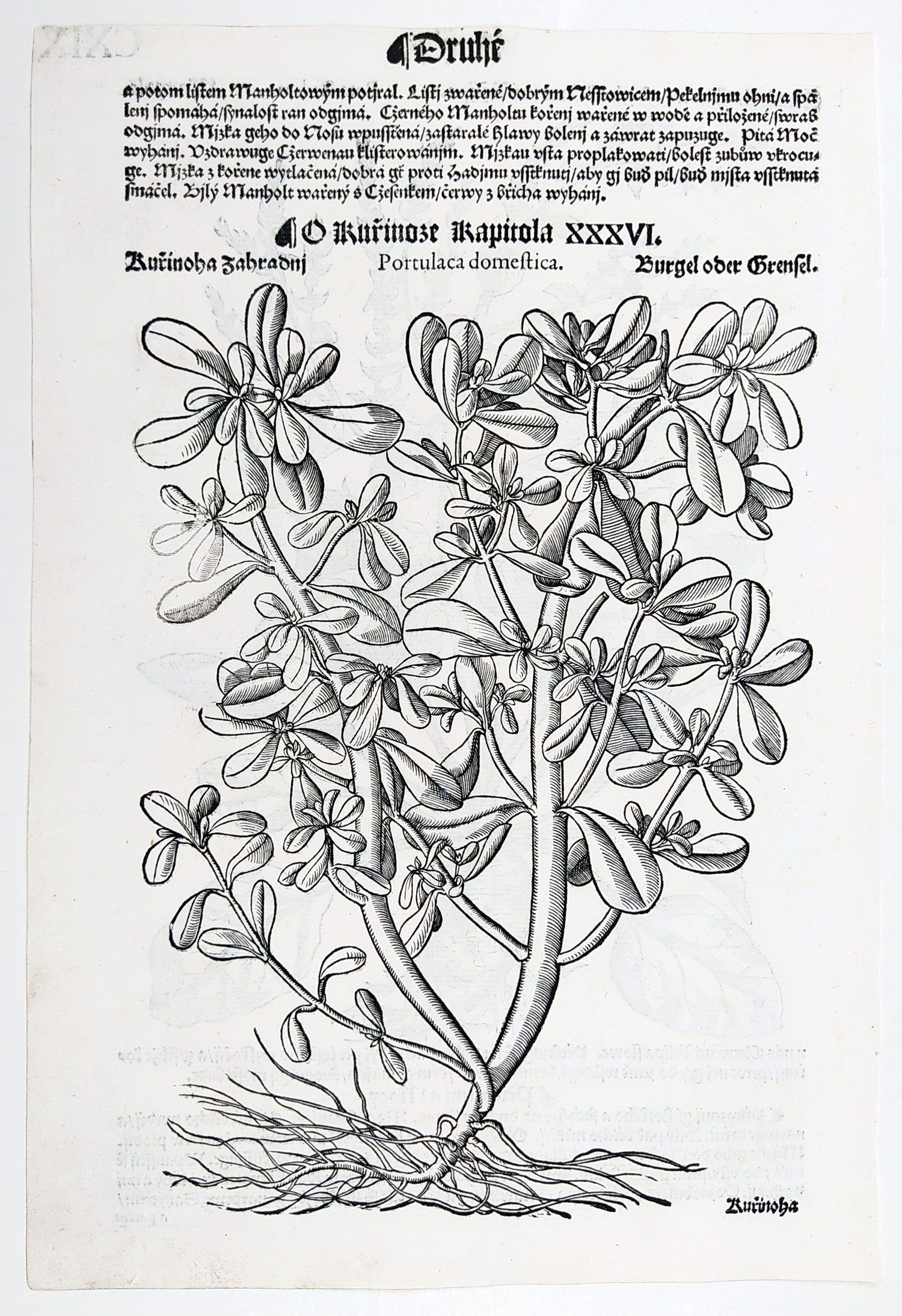 Mattioli Pietro Andrea – Řepa červená, Šrucha zelná, původní dřevořez, 1562