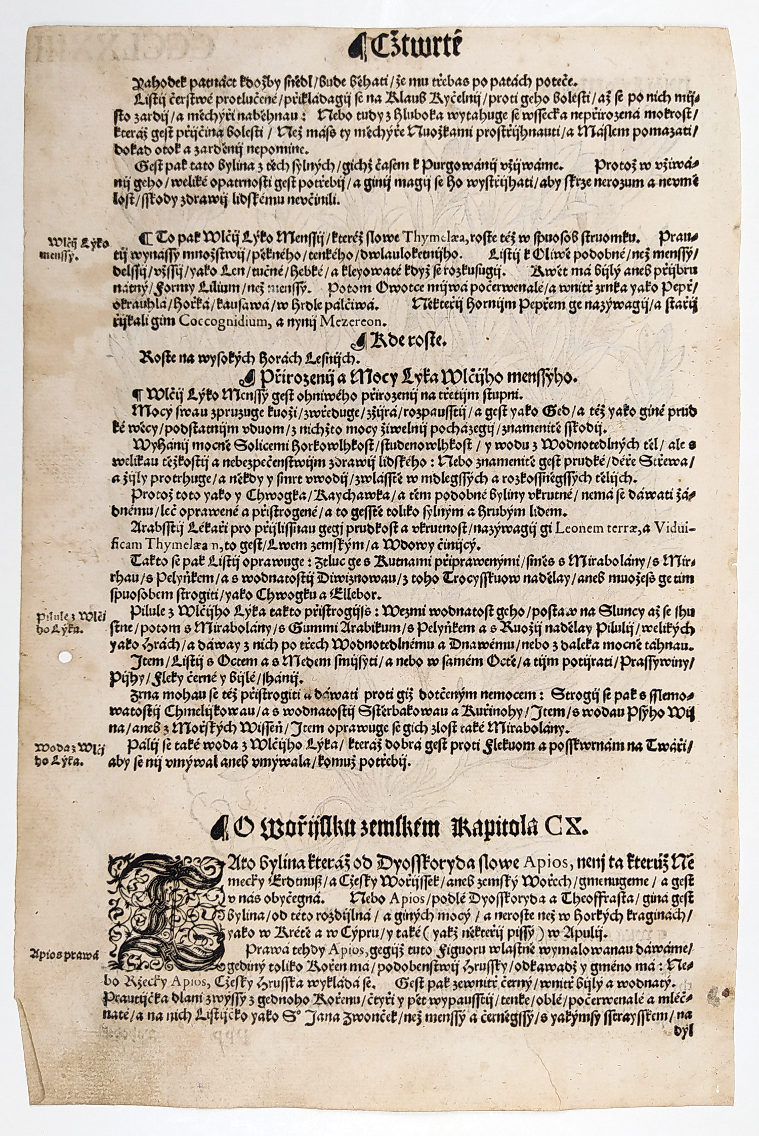 Mattioli Pietro Andrea – Lýkovec jedovatý, původní dřevořez, 1562