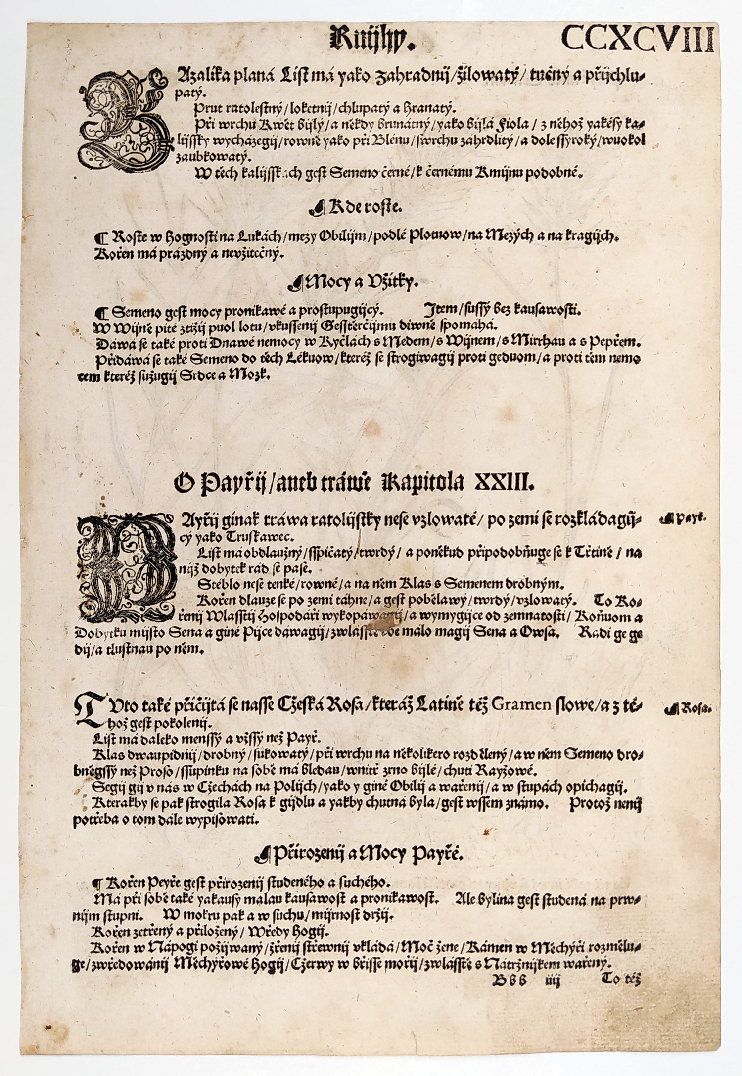 Mattioli Pietro Andrea – Pýr plazivý, původní dřevořez, 1562