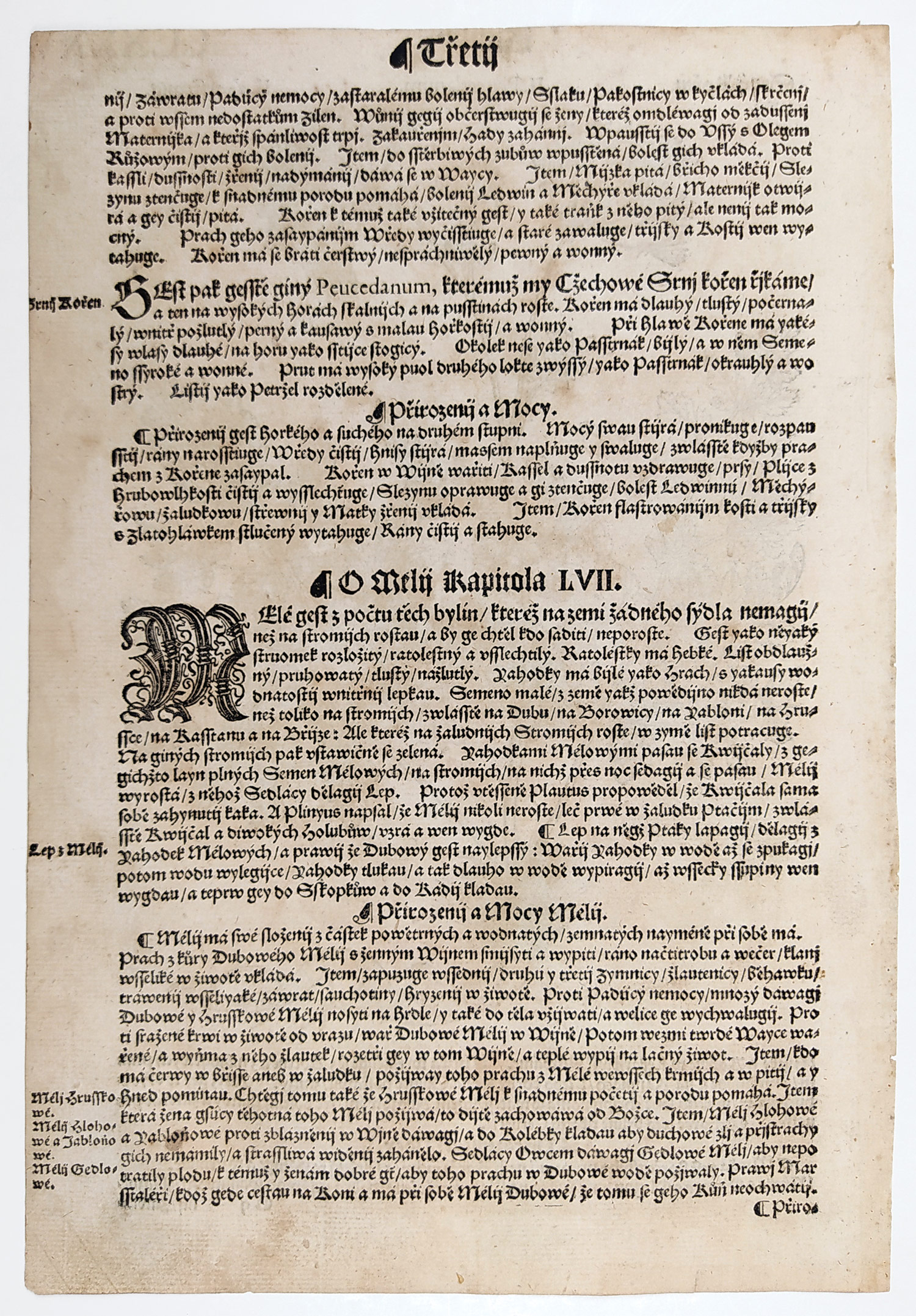 Mattioli Pietro Andrea – Smldník jelení, původní dřevořez, 1562