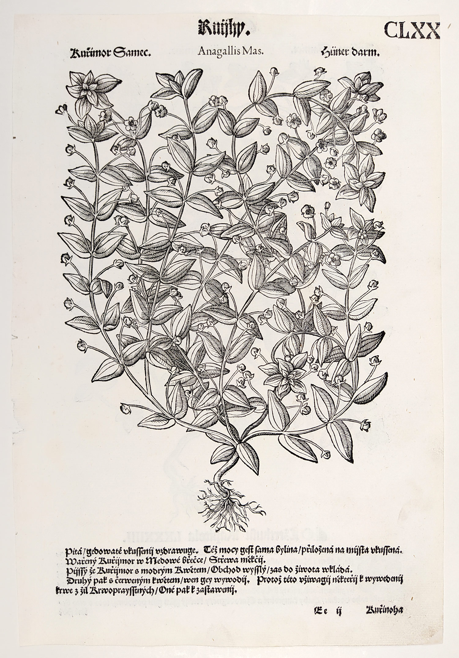 Mattioli Pietro Andrea – Drchnička červený květ, Drchnička modrý květ, původní dřevořez, 1562