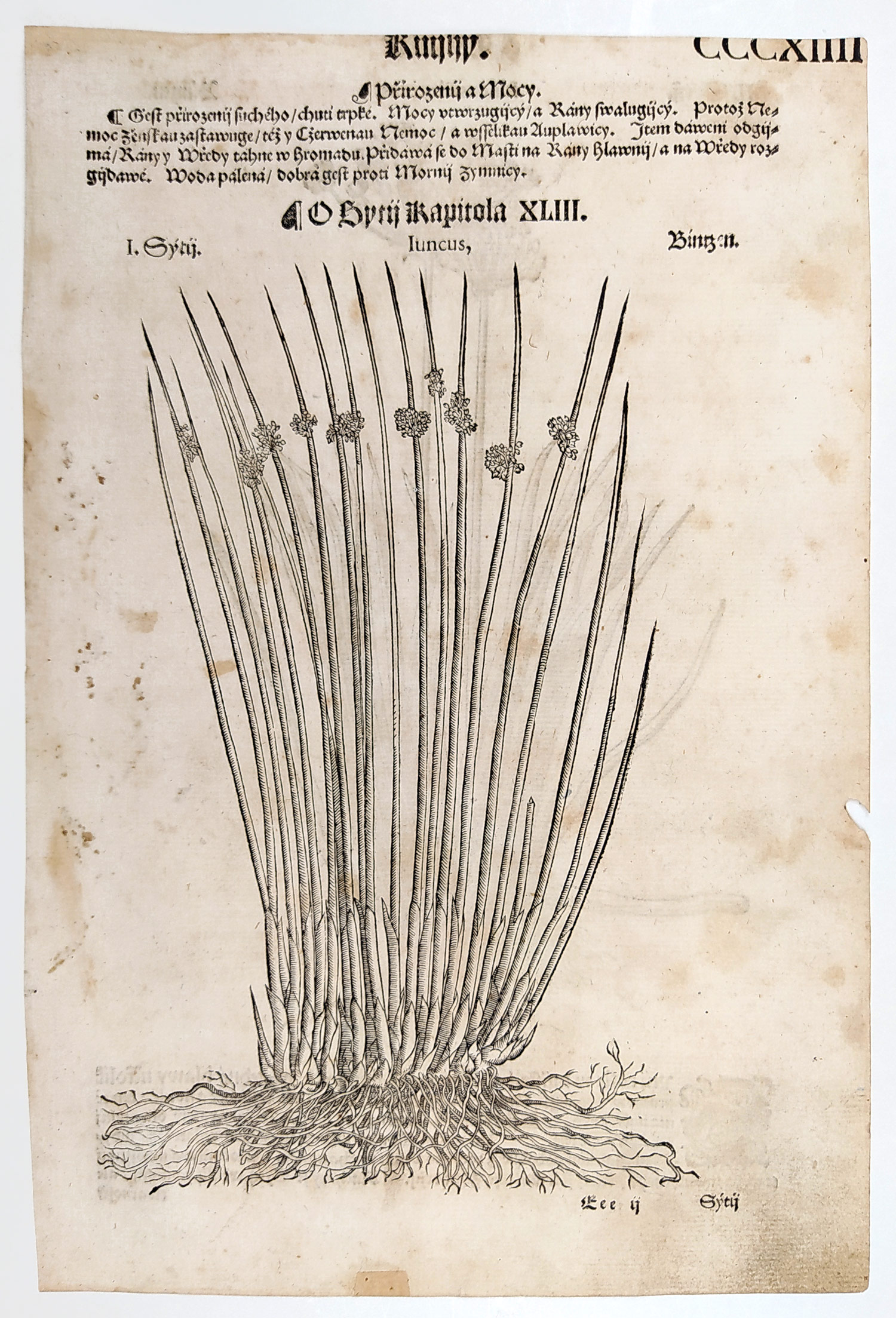 Mattioli Pietro Andrea – Sítina, Junkus, původní dřevořez, 1562