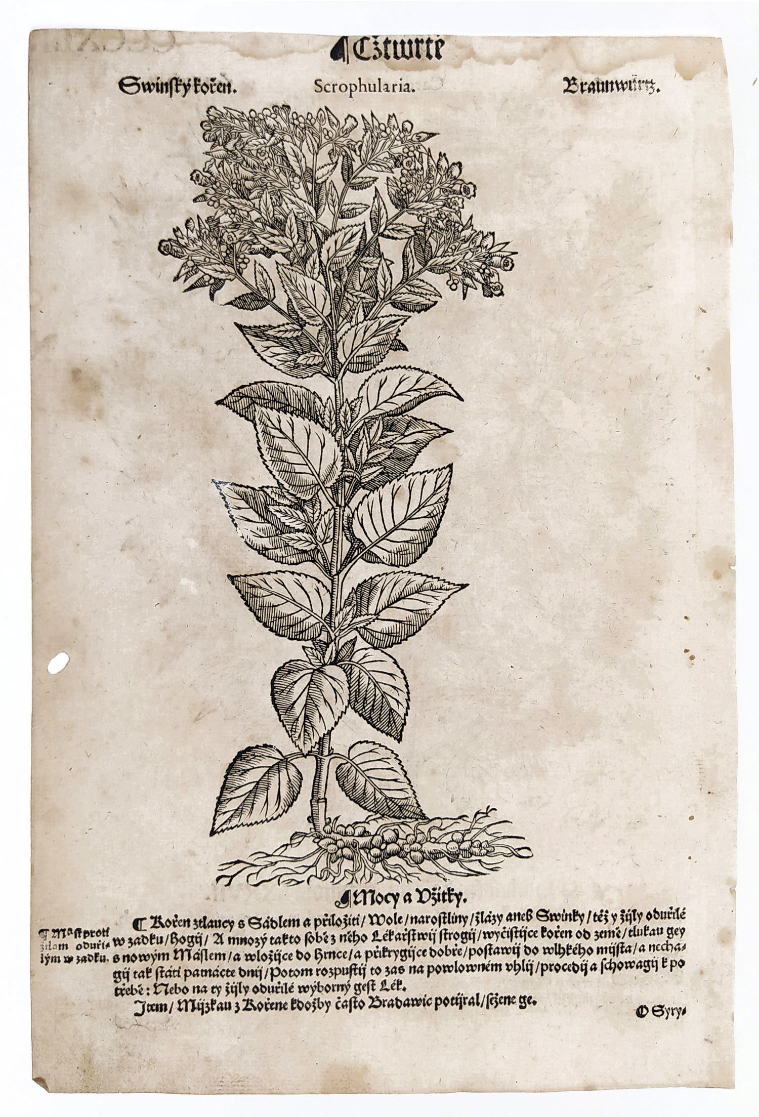 Mattioli Pietro Andrea – Srdečník obecný, Krtičník hlíznatý, původní dřevořez, 1562