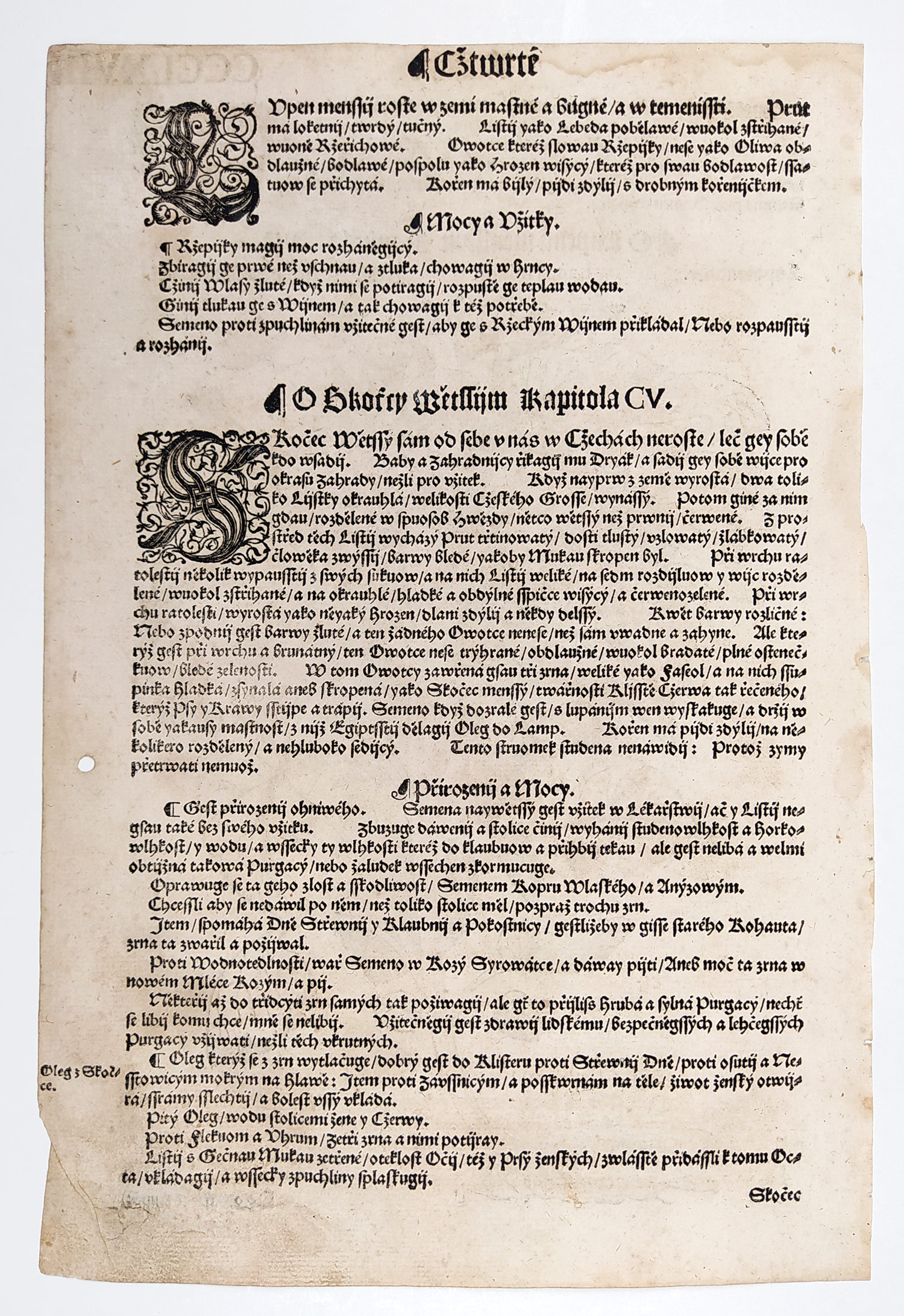 Mattioli Pietro Andrea – Lopuch menší, původní dřevořez, 1562