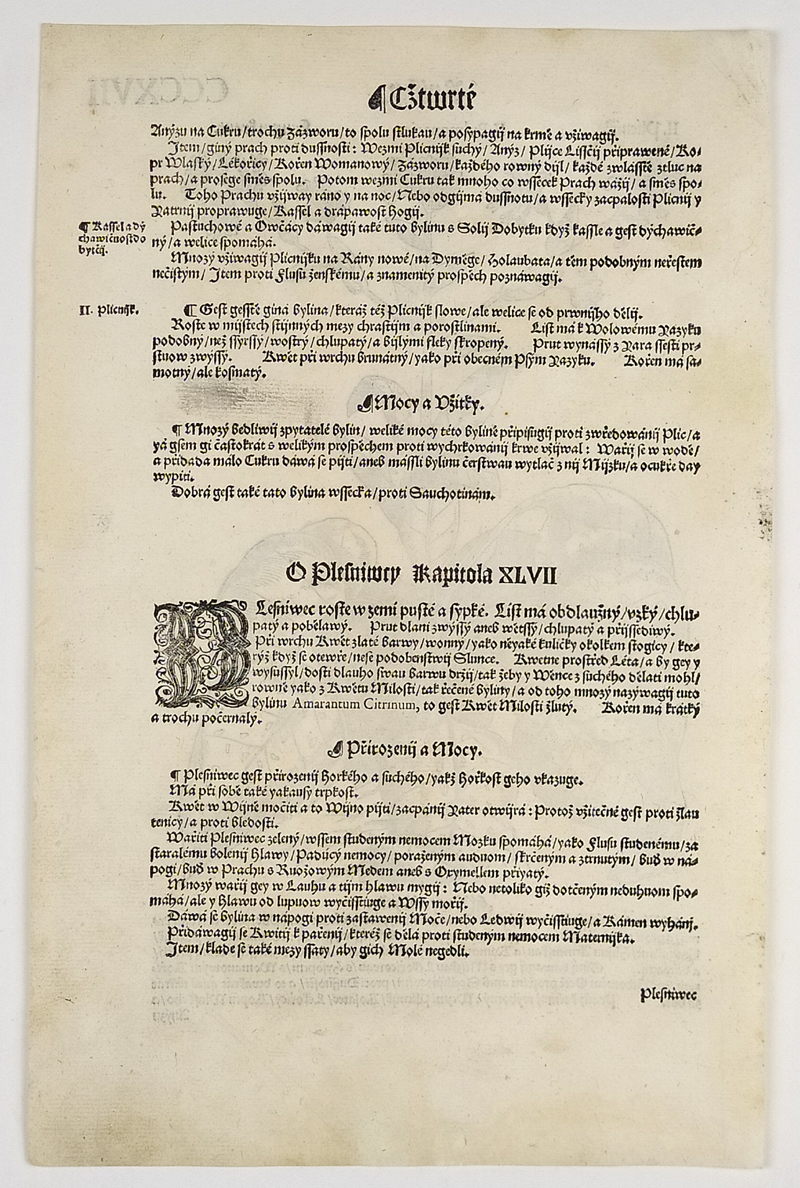 Mattioli Pietro Andrea – Plicník lékařský, původní dřevořez, 1562