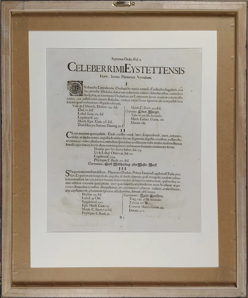 Besler Basilius – Hortus Eystettensis, staře kolorovaný původní mědiryt, 1613