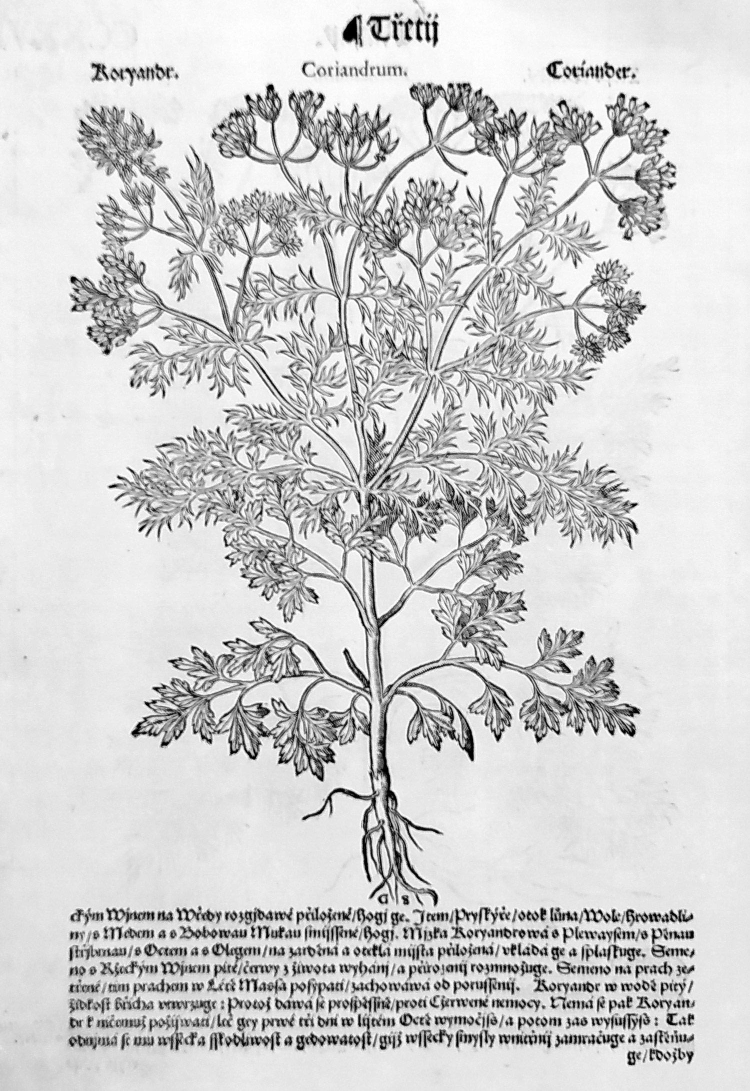 Mattioli Pietro Andrea – Kopr vlašský, Koriandr, původní dřevořez, 1562