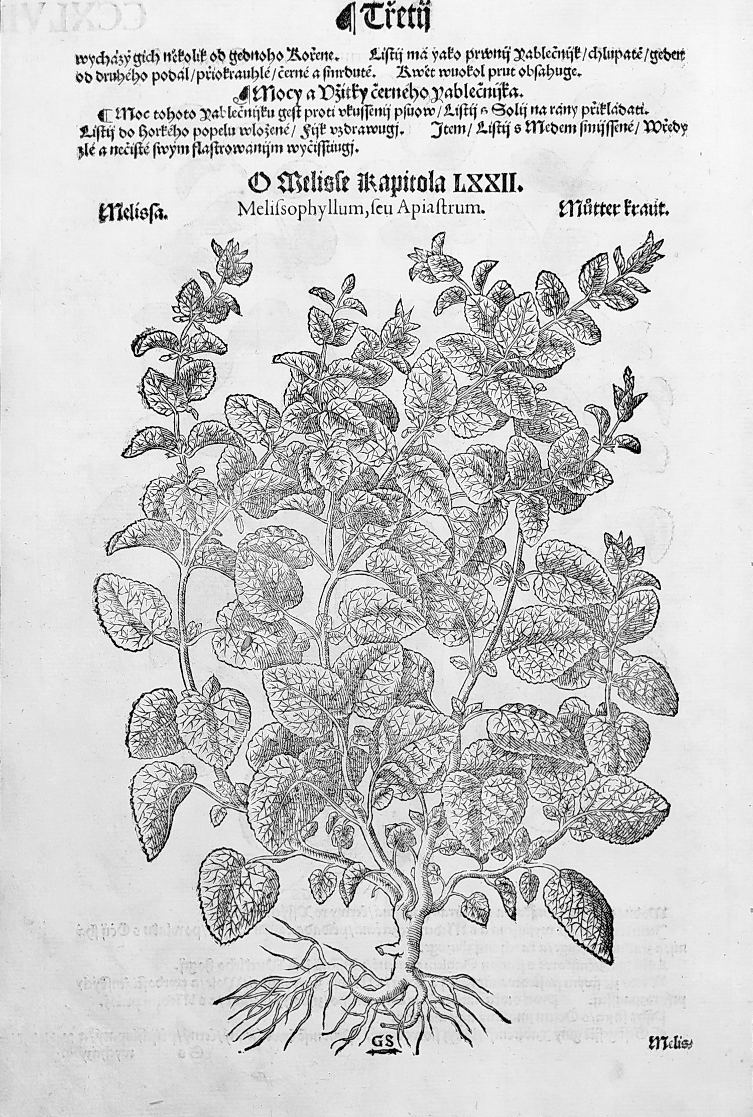 Mattioli Pietro Andrea – Jablečník obecný, Meduňka, původní dřevořez, 1562