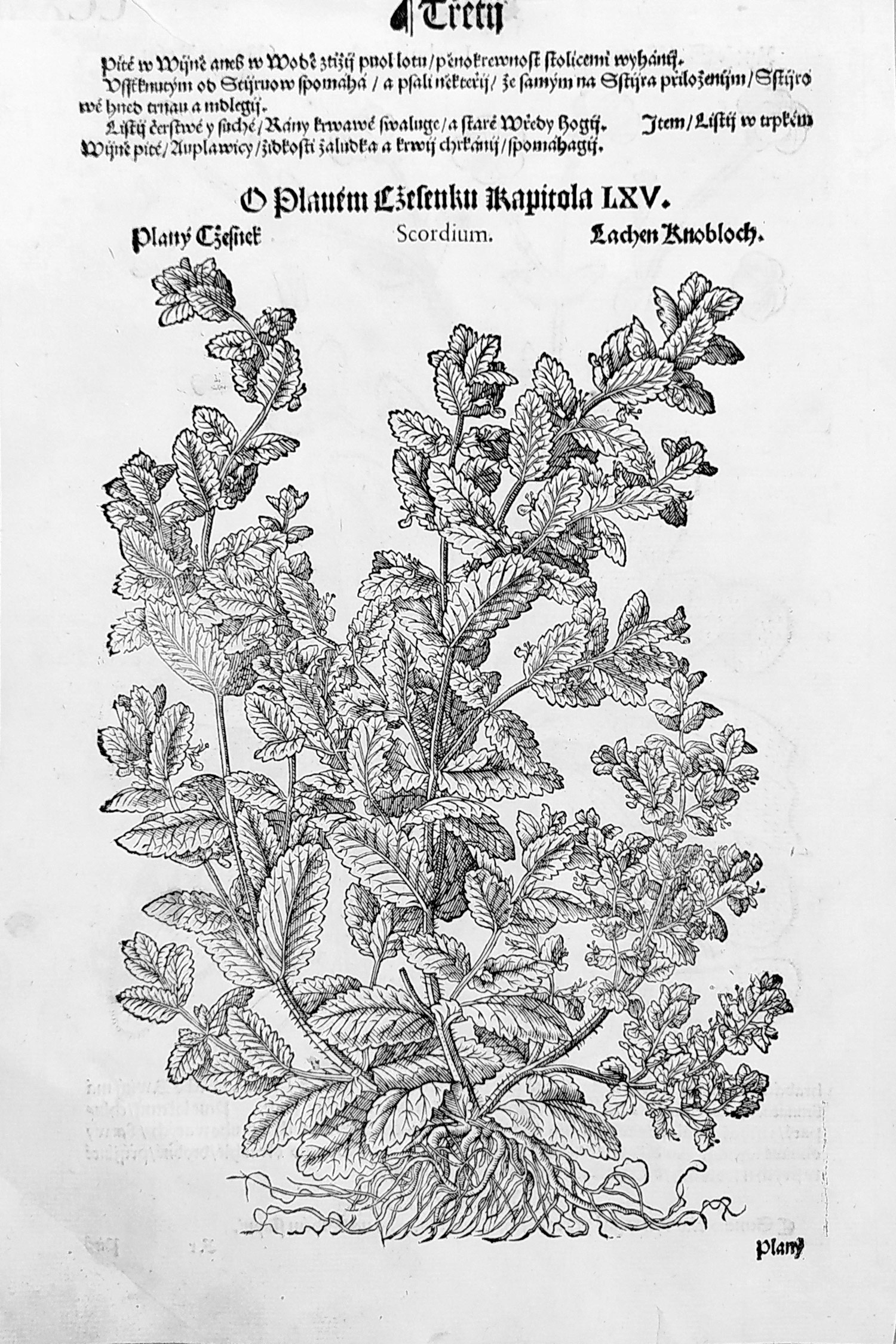 Mattioli Pietro Andrea – Kohoutek luční, Ožanka česneková, původní dřevořez, 1562