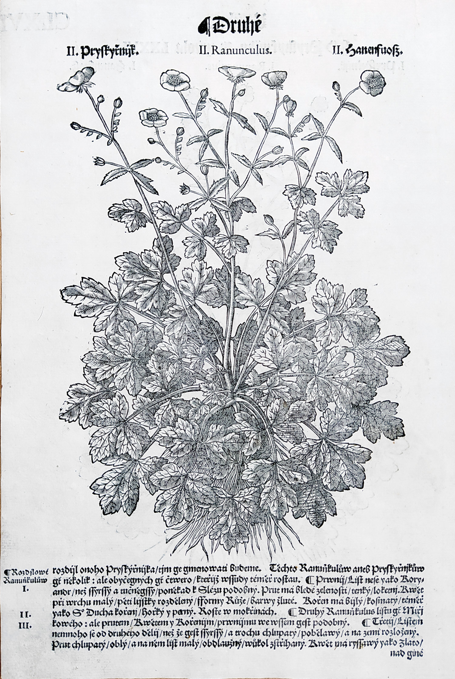 Mattioli Pietro Andrea – Pryskyřník, původní dřevořez, 1562