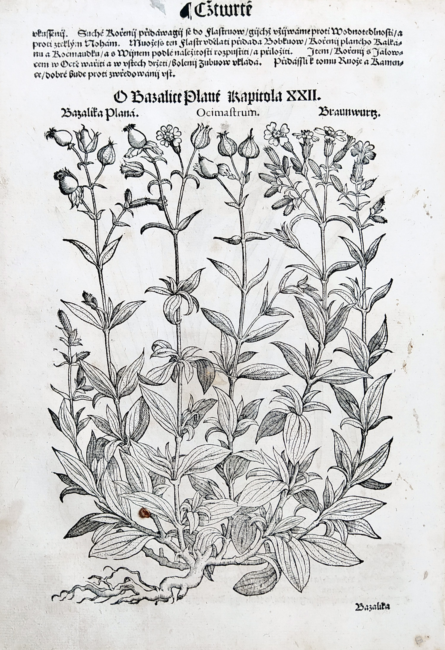 Mattioli Pietro Andrea – Zevar, Bazalka, původní dřevořez, 1562