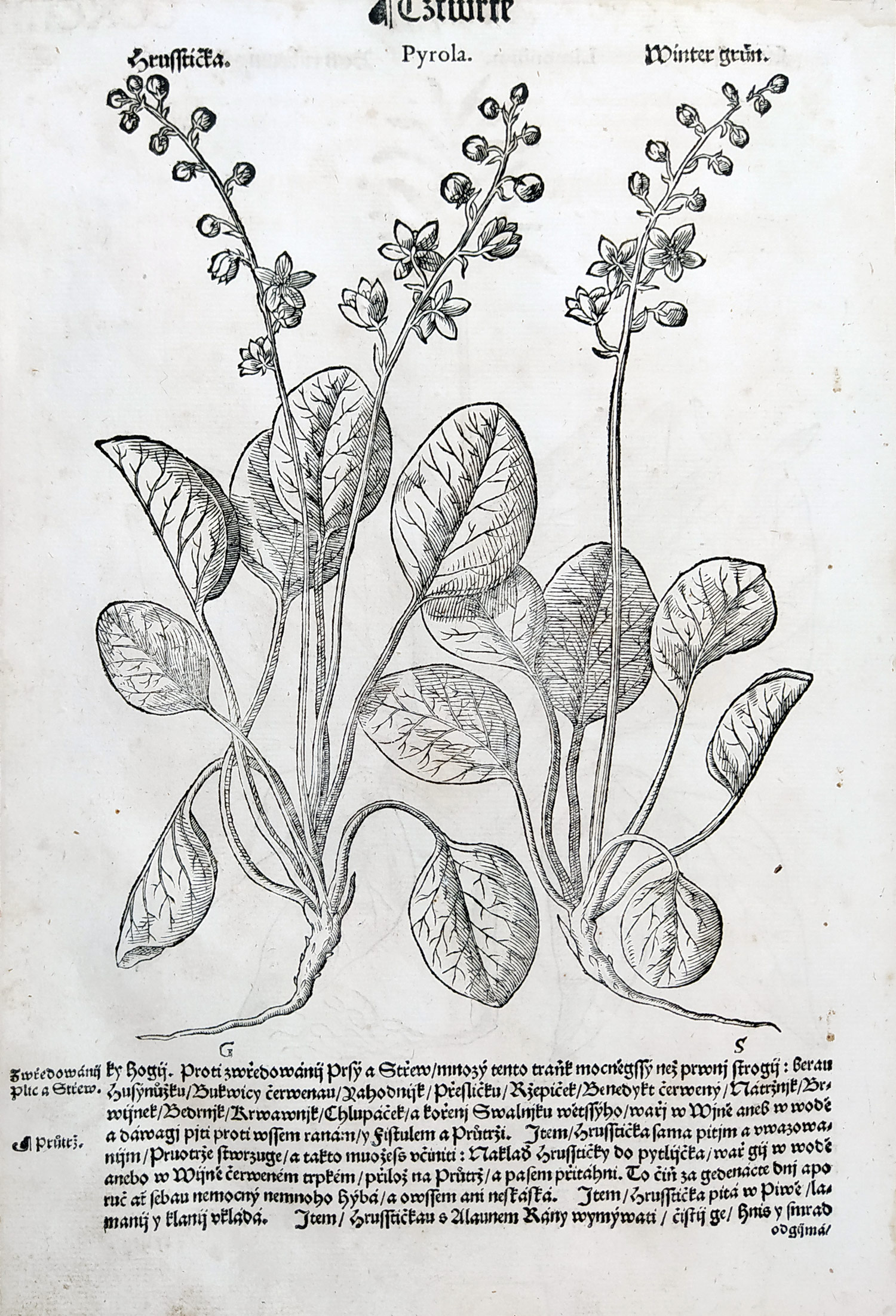 Mattioli Pietro Andrea – Limonka, Hruštička, původní dřevořez, 1562