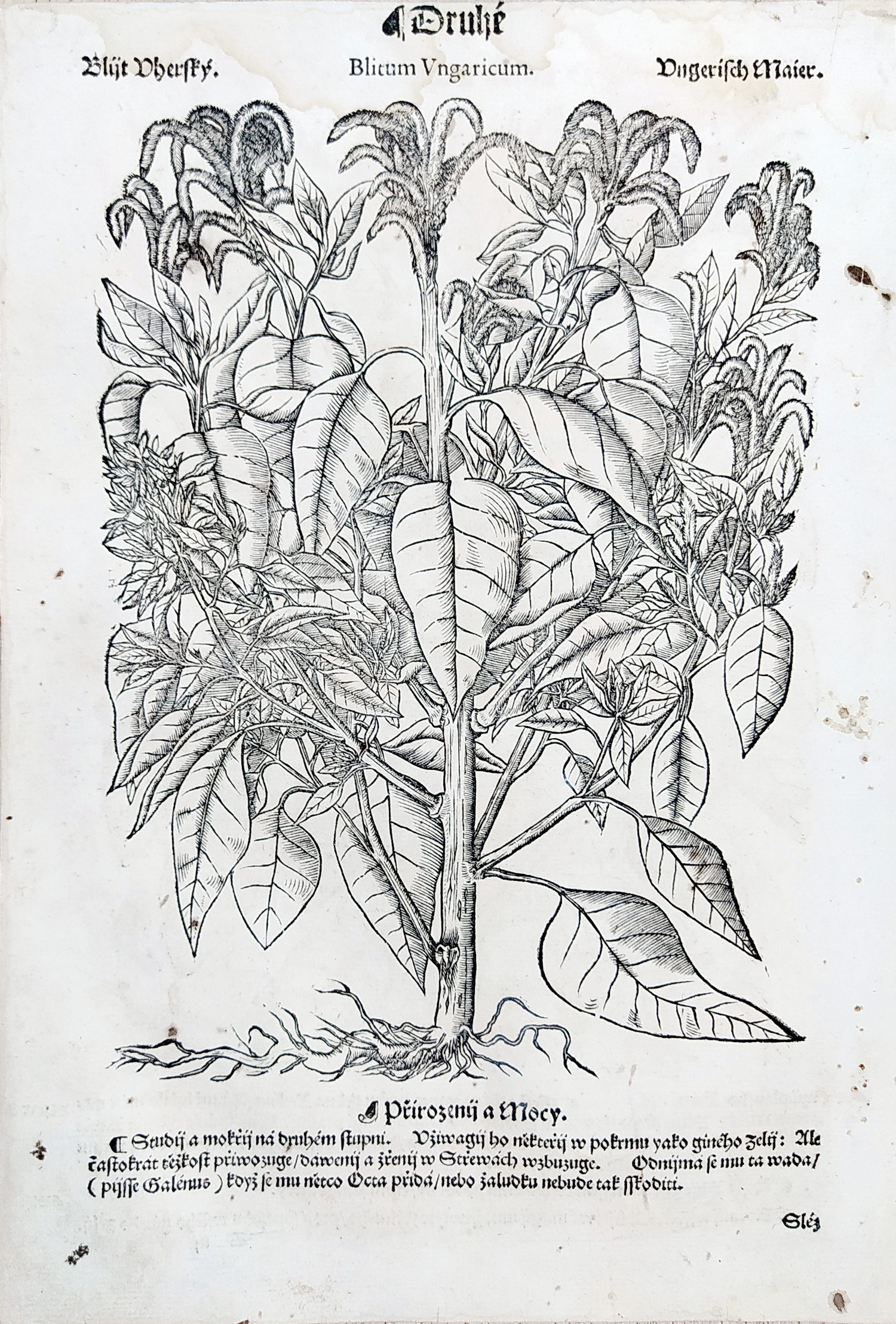 Mattioli Pietro Andrea – Merlík, původní dřevořez, 1562