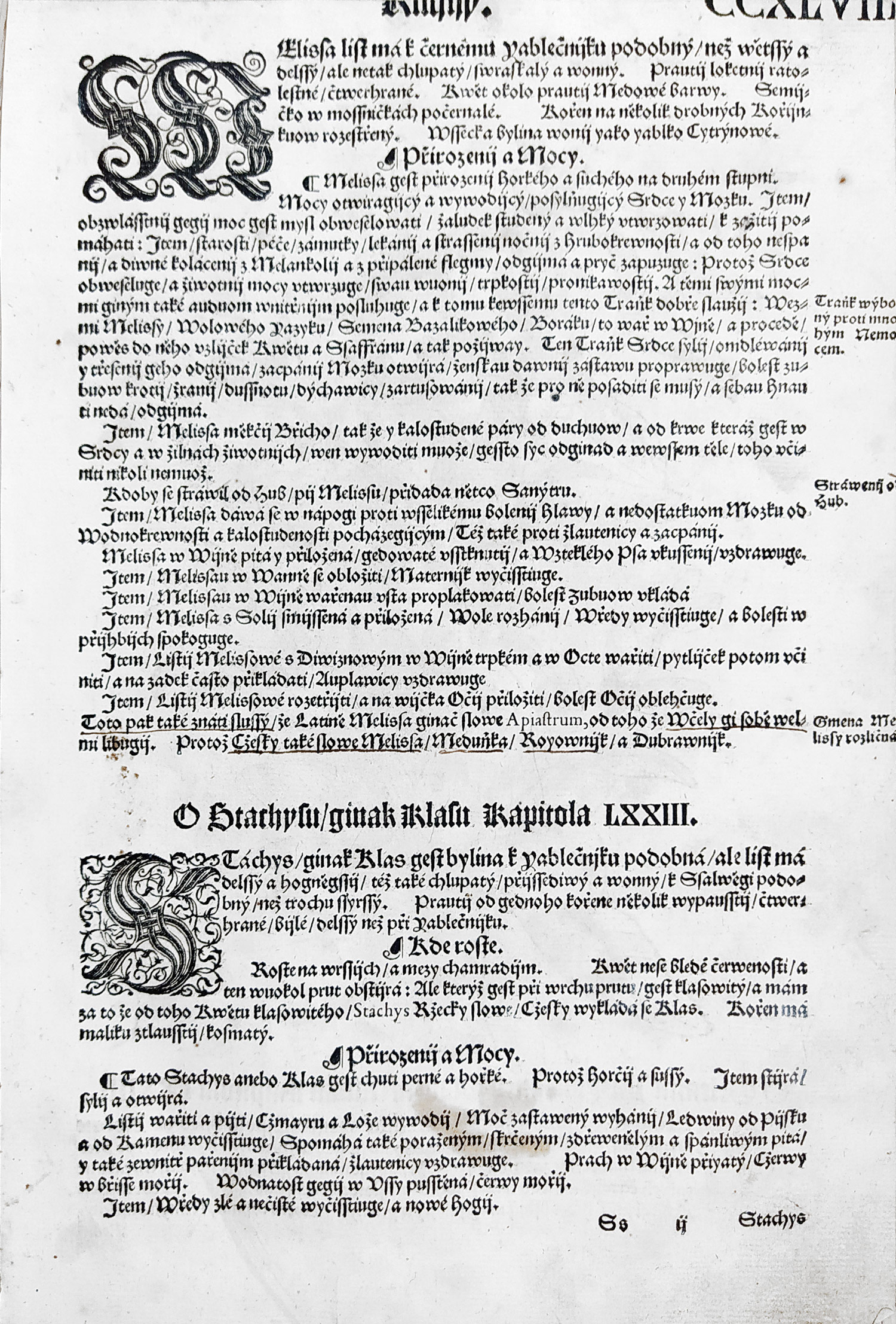 Mattioli Pietro Andrea – Čistec, původní dřevořez, 1562