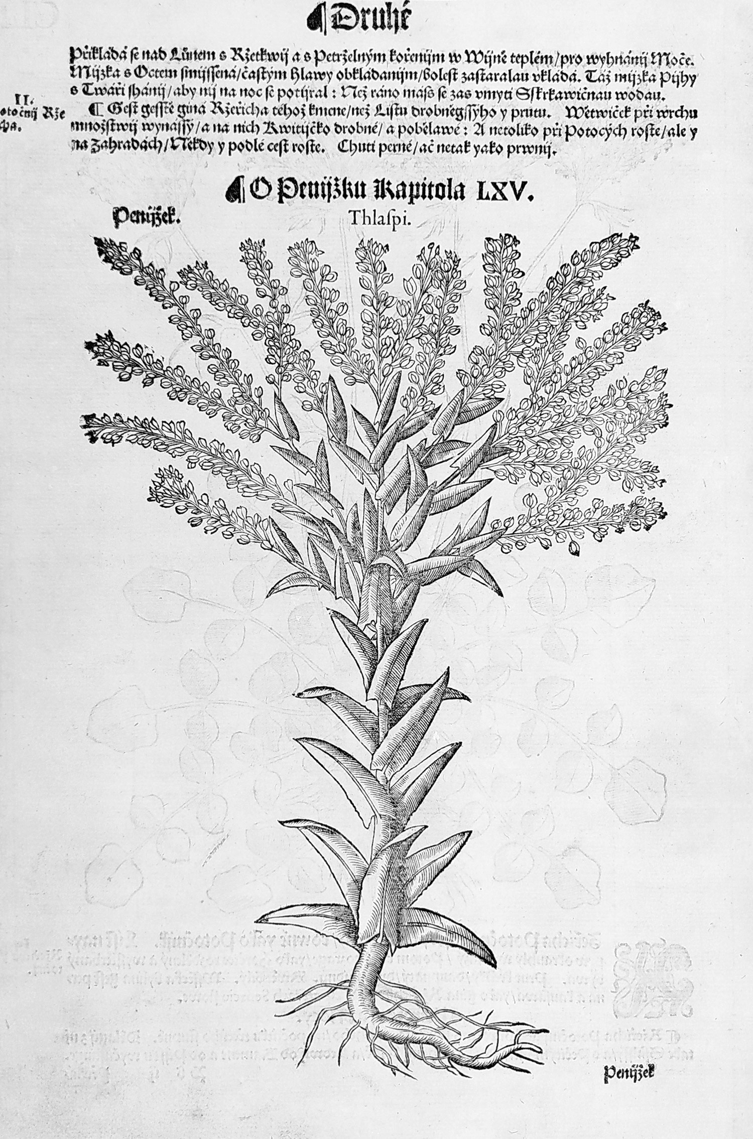 Mattioli Pietro Andrea – Potočnice lékařská, Penízek rolní, původní dřevořez, 1562