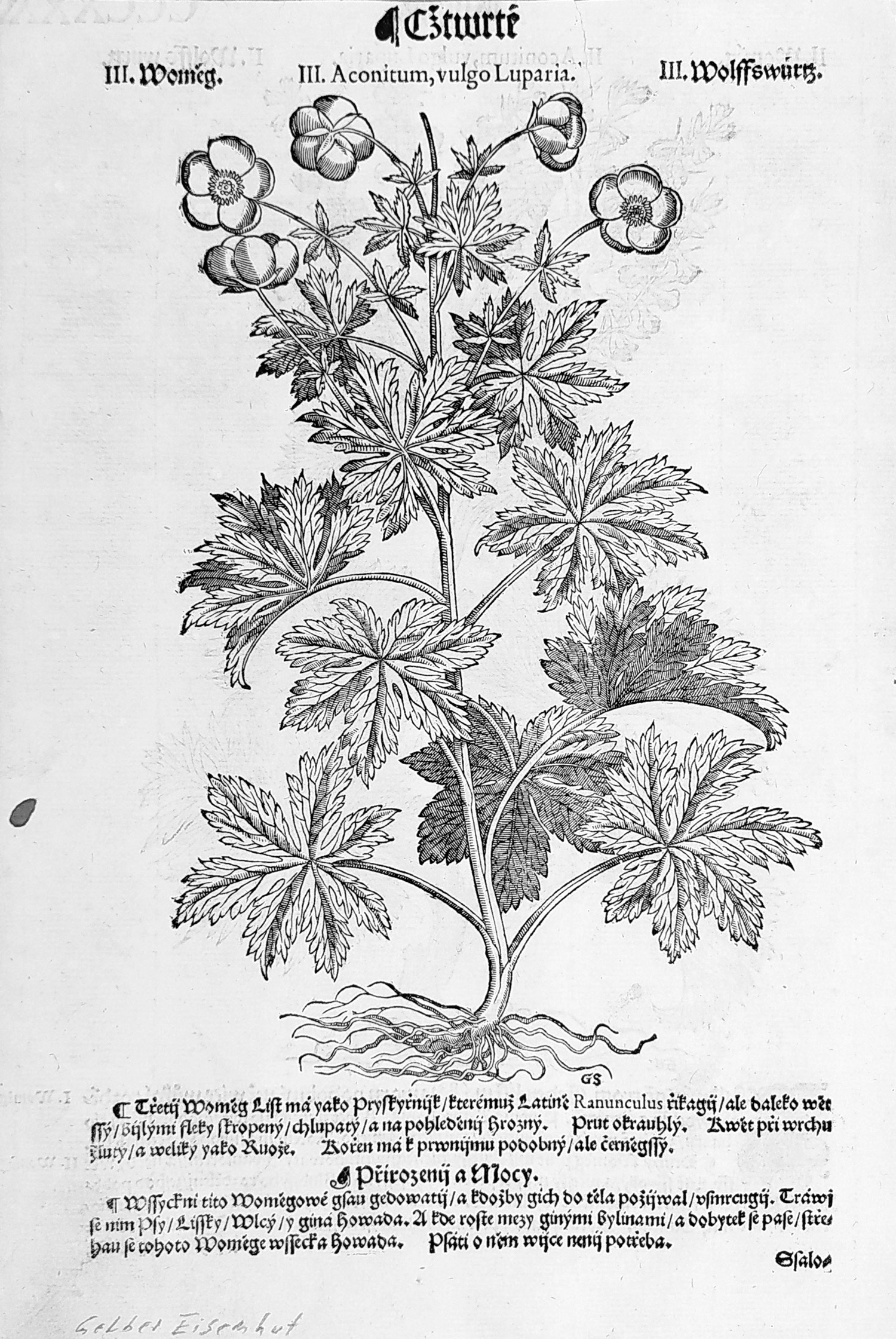 Mattioli Pietro Andrea – Oměj vlčí mor, původní dřevořez, 1562