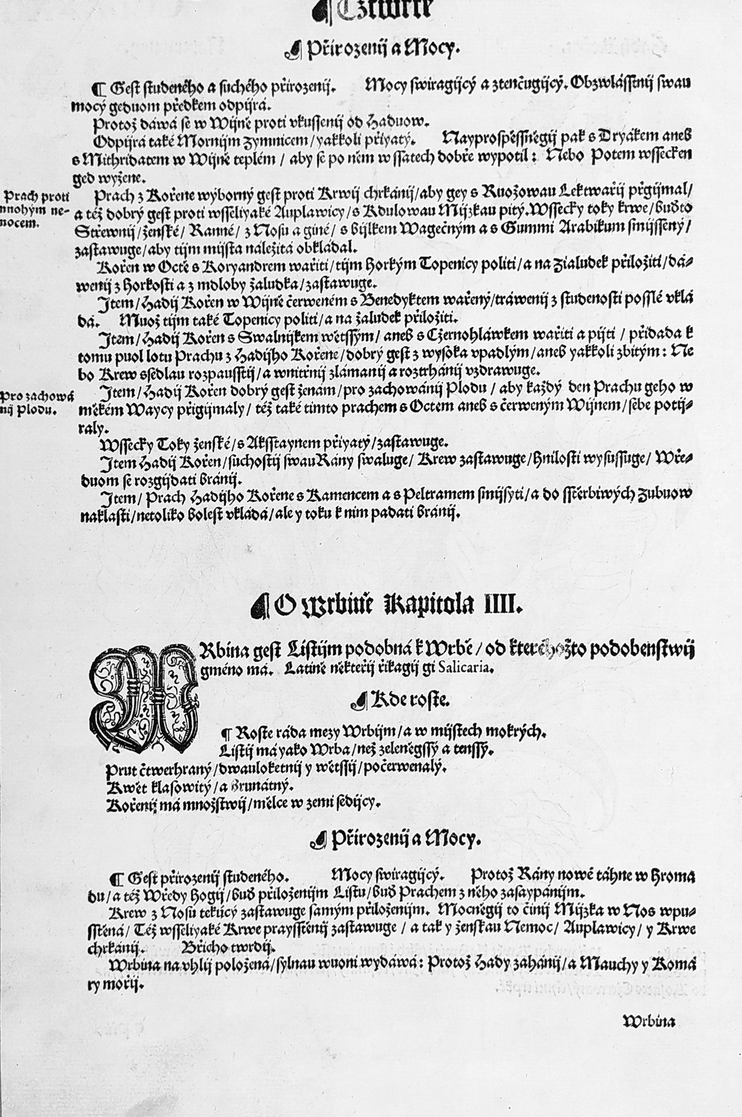 Mattioli Pietro Andrea – Hadí kořen, původní dřevořez, 1562