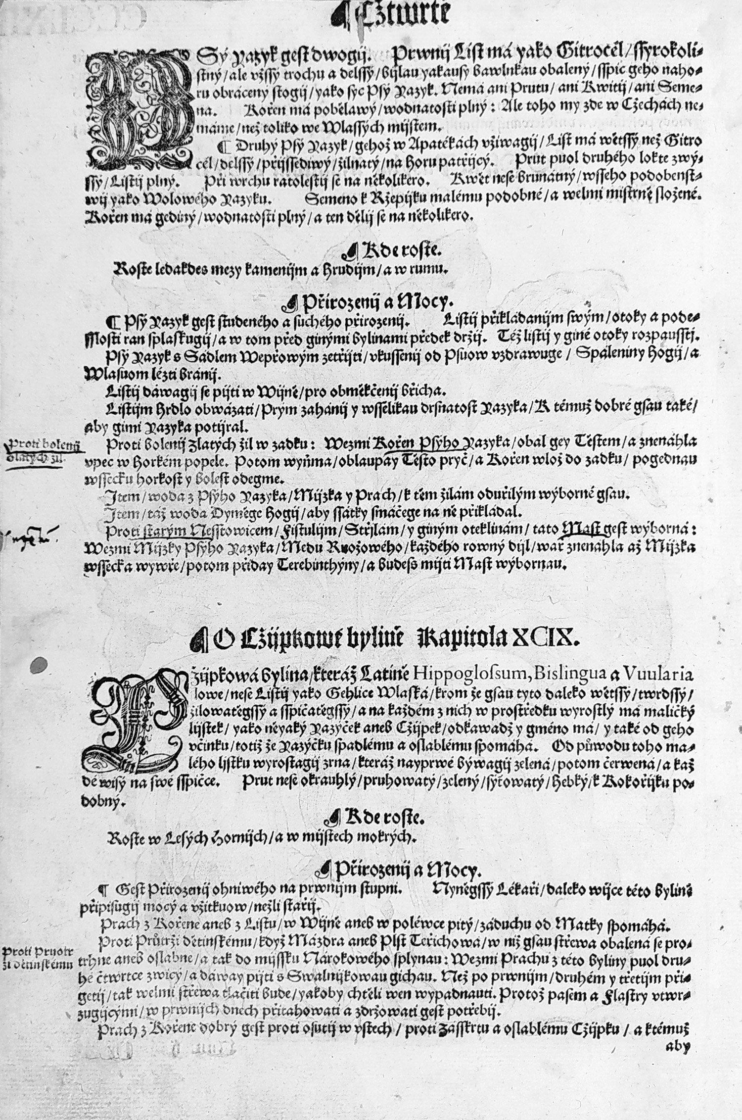 Mattioli Pietro Andrea – Užanka lékařská, původní dřevořez, 1562