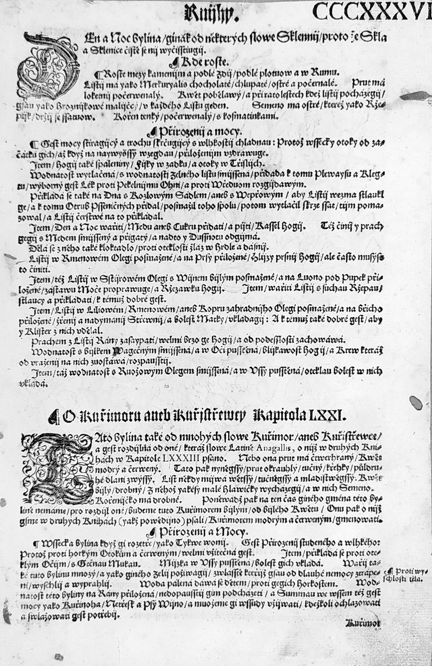 Mattioli Pietro Andrea – Žabinec obecný, původní dřevořez, 1562