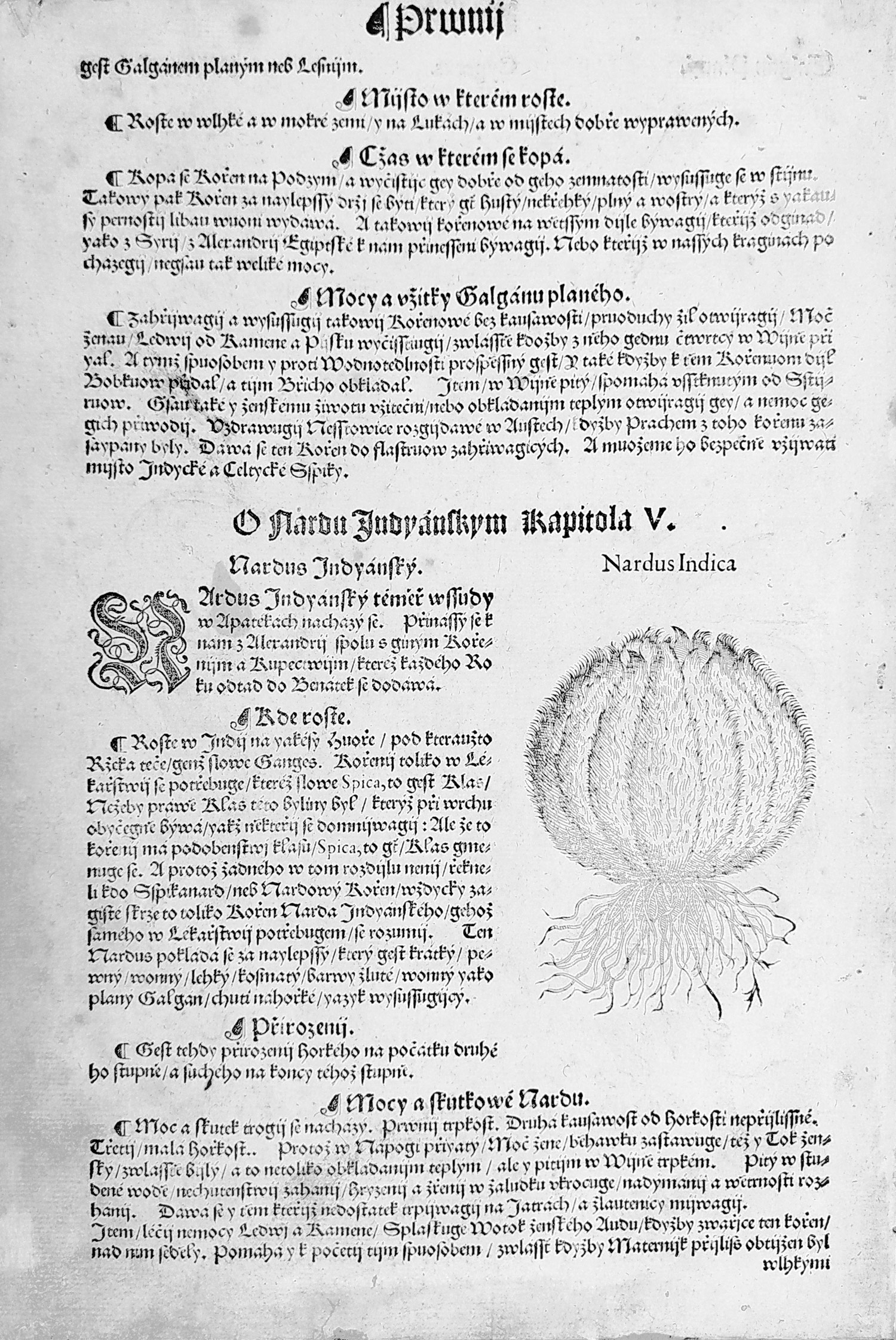 Mattioli Pietro Andrea – Šáchor dlouhý, původní dřevořez, 1562
