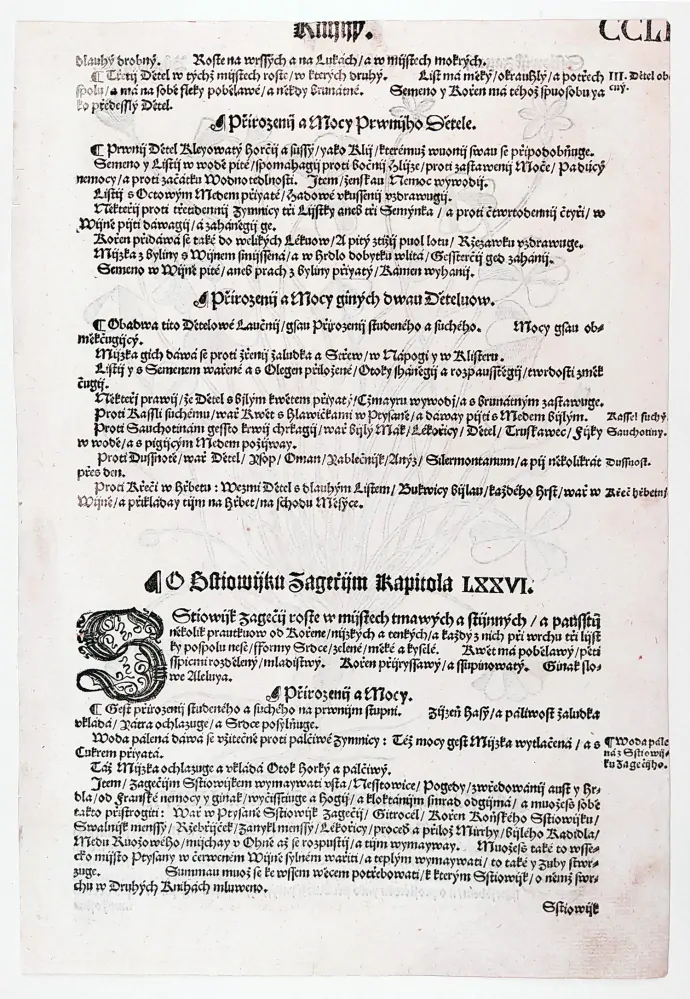 Mattioli Pietro Andrea – Šťavel kyselý, původní dřevořez, 1562