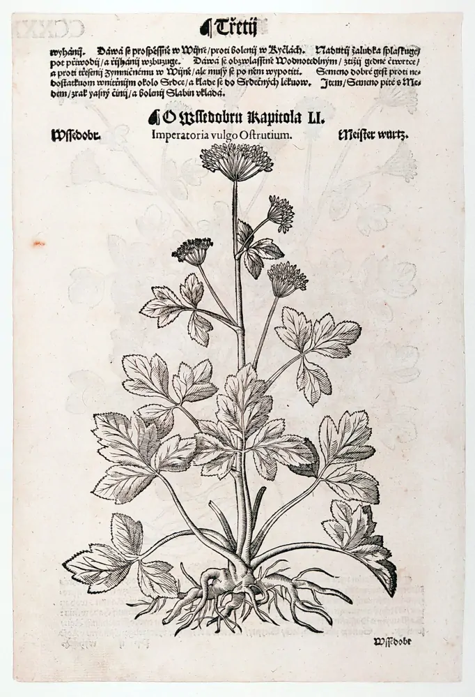 Mattioli Pietro Andrea – Tromín, Všedobr horský, původní dřevořez, 1562