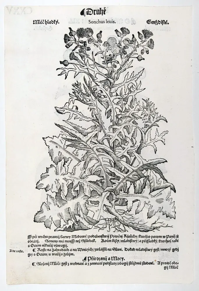 Mattioli Pietro Andrea – Mléč drsný, Mléč hladký, původní dřevořez, 1562