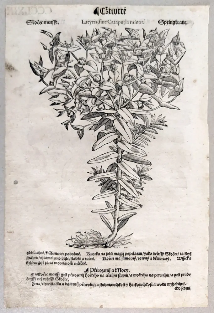 Mattioli Pietro Andrea – Skočec obecný, původní dřevořez, 1562