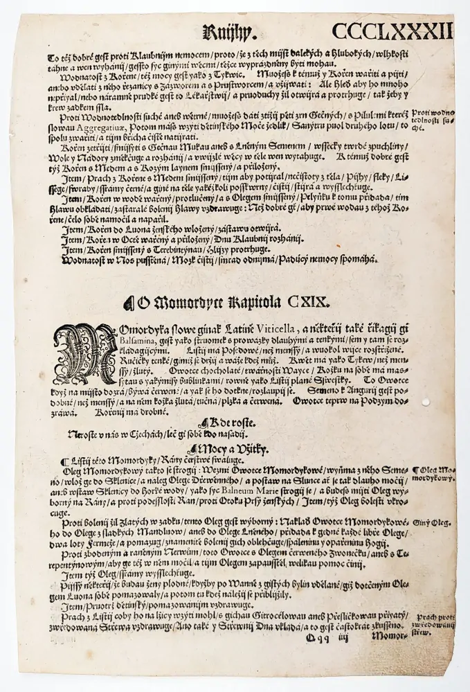 Mattioli Pietro Andrea – Momordika balsamka, původní dřevořez, 1562