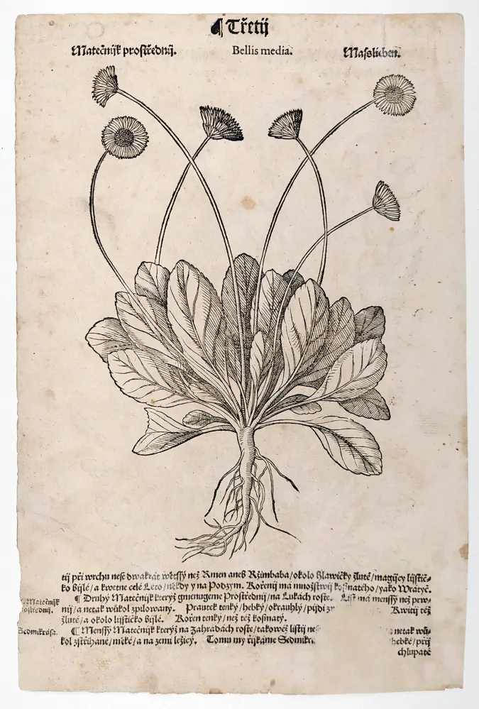 Mattioli Pietro Andrea – Sedmikrásky, původní dřevořez, 1562