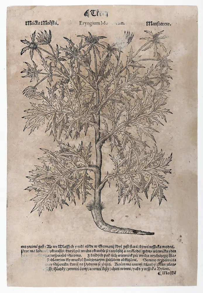 Mattioli Pietro Andrea – Máčka polní, Máčka přímořská, původní dřevořez, 1562